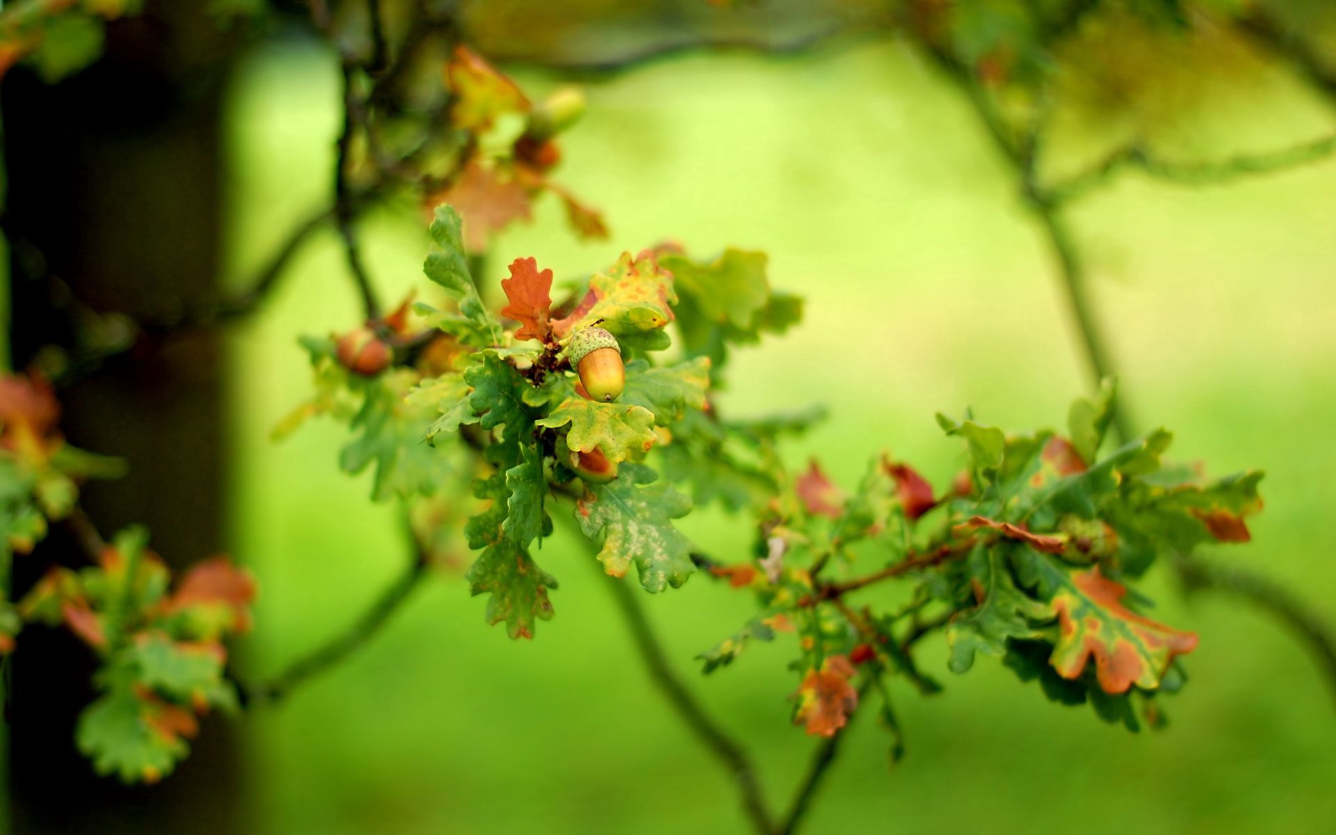 android smooth, oak, blur, acorn, nature, leaves, green