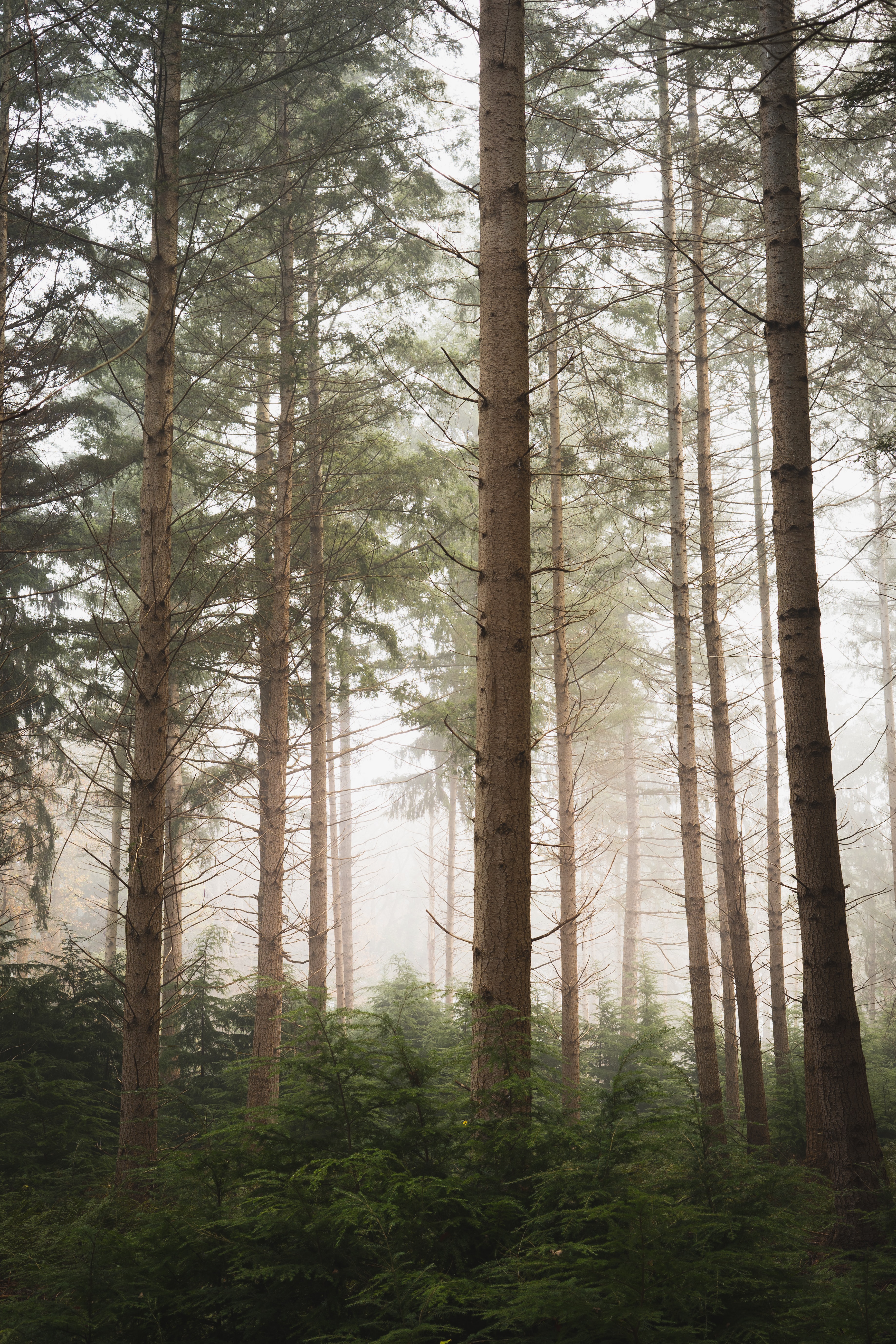 fog, nature, trees, pine, forest