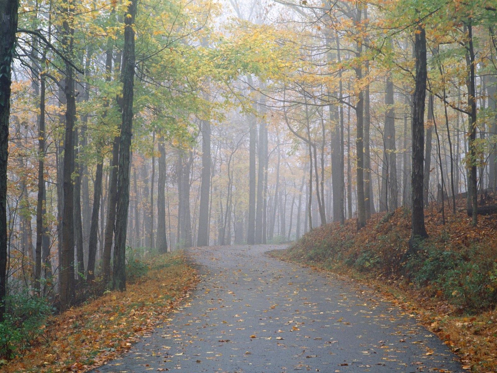 nature, trees, road, park, fog, alley, path, trail, secret, mystery Full HD