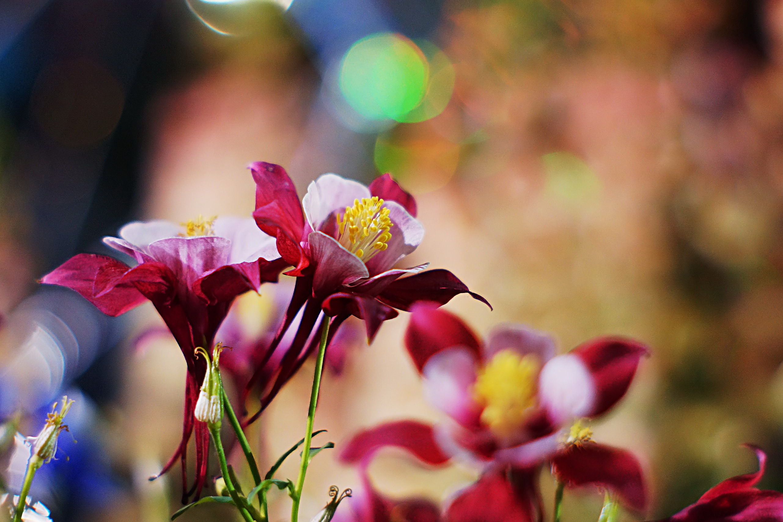flowers, macro, petals, blur, smooth, aquilegia