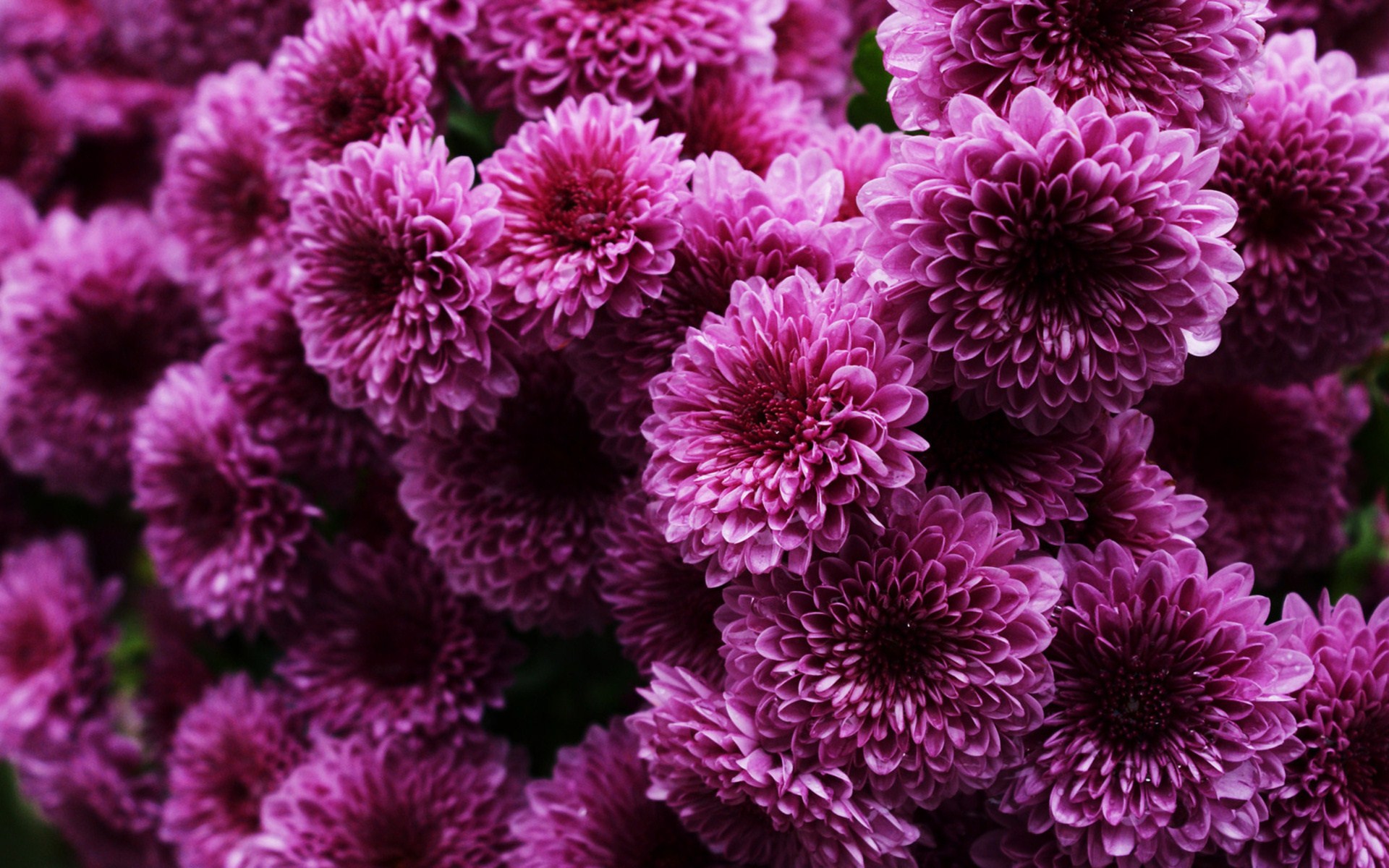 chrysanthemum, earth, flower, purple flower, flowers