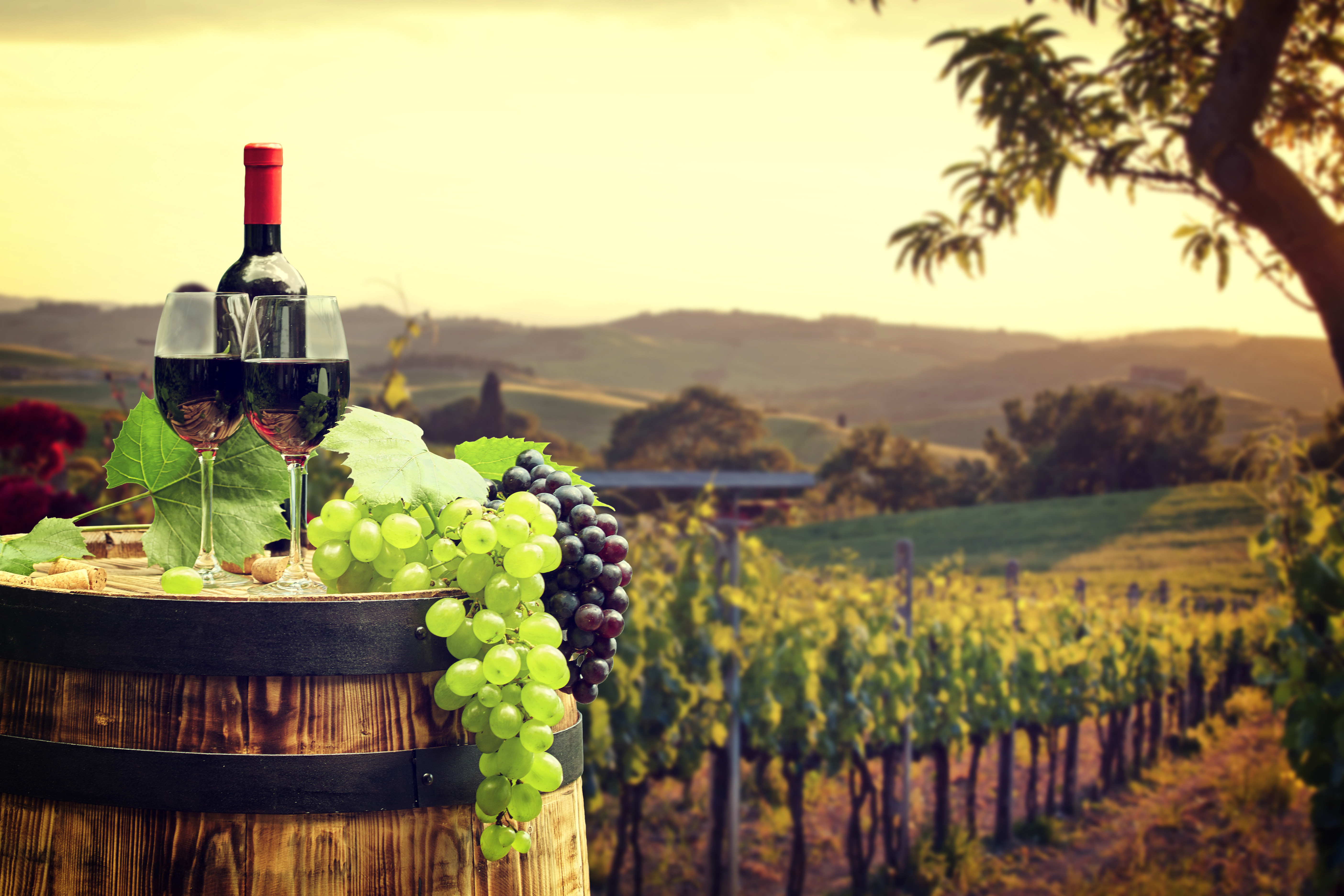 Виноградник вино Армения