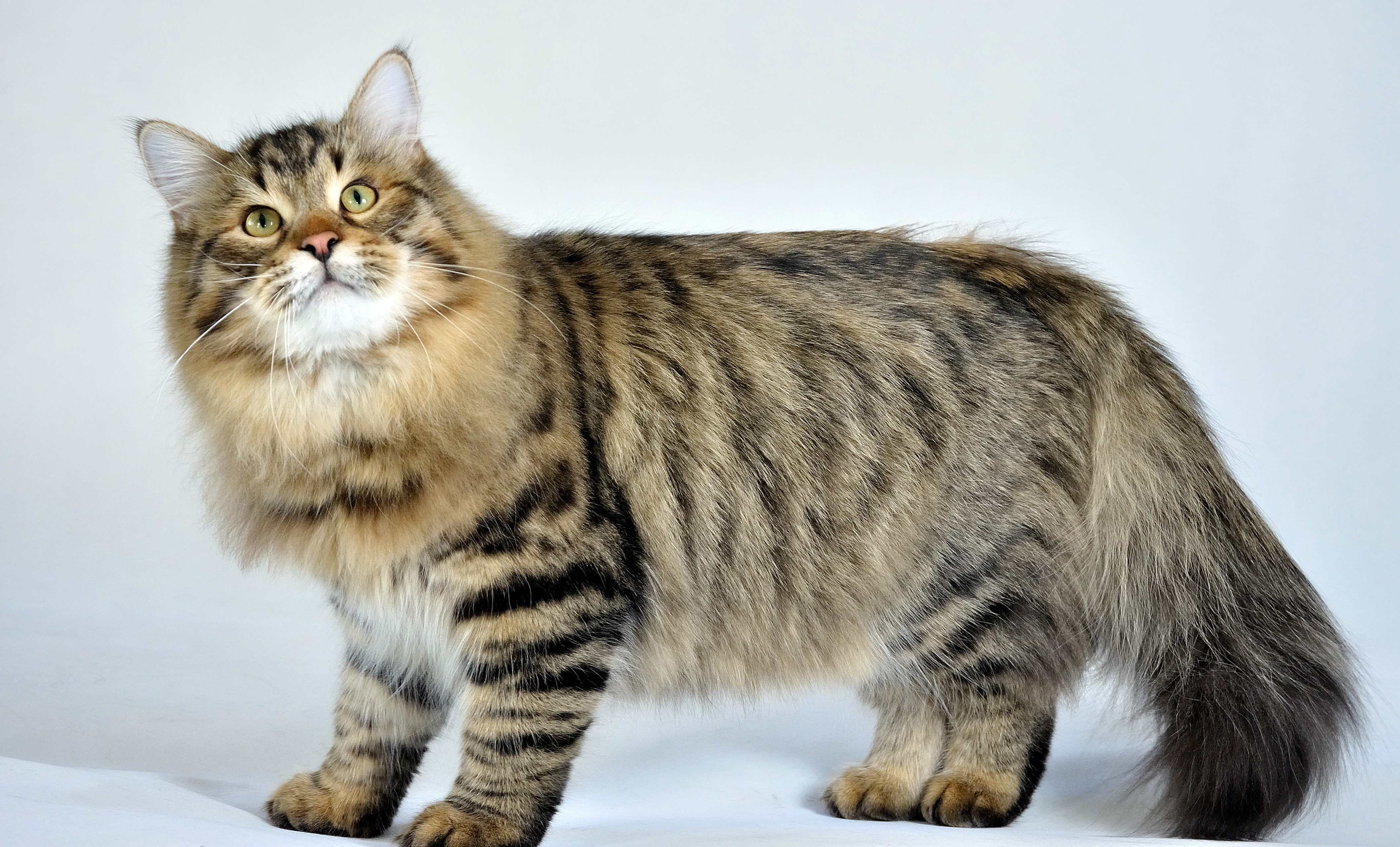 Сибирская Аборигенная порода кошек