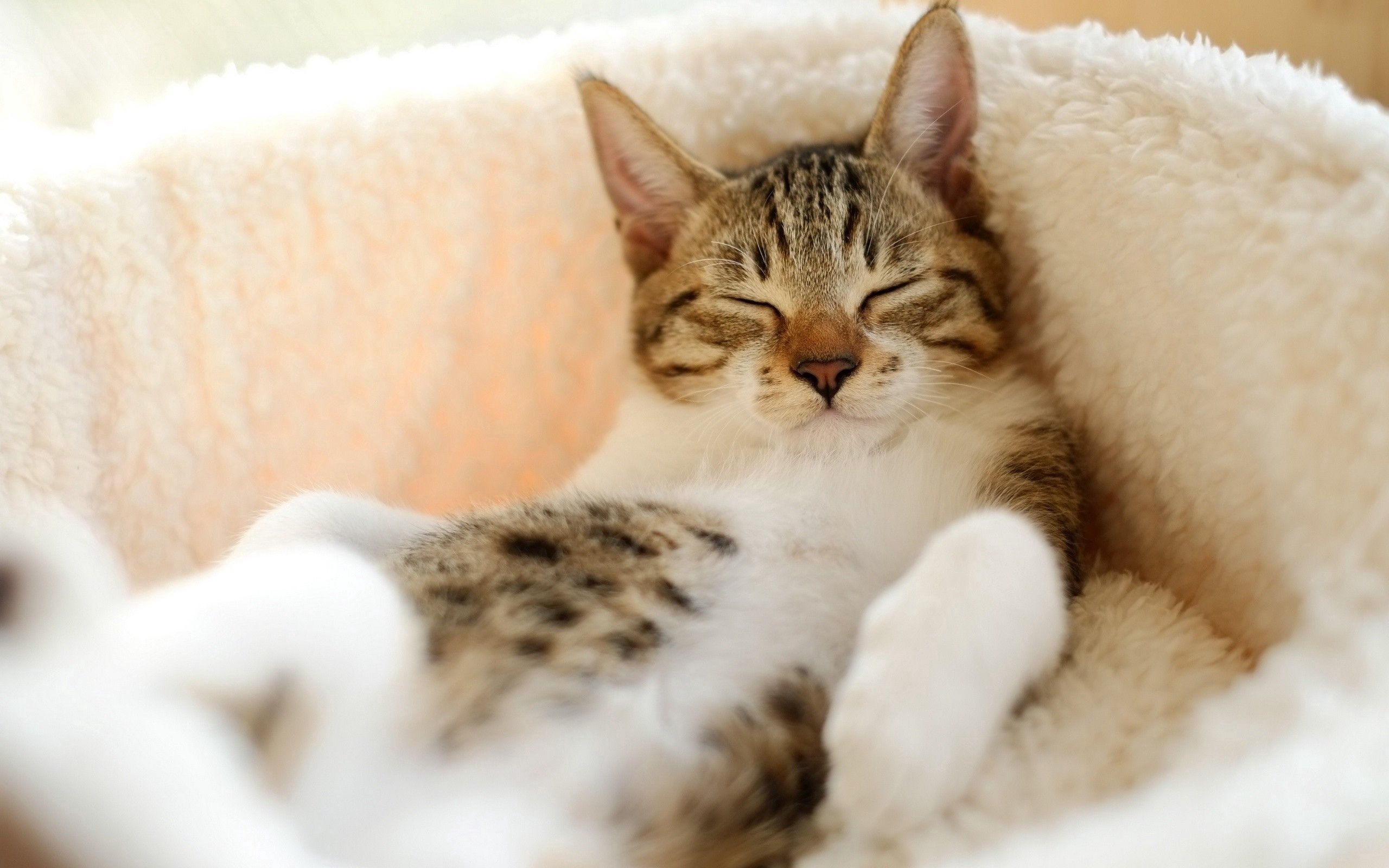PCデスクトップにネコ, 猫, 動物, 嘘, 横になります, ストライプ, 縞模様, 睡眠, 夢画像を無料でダウンロード