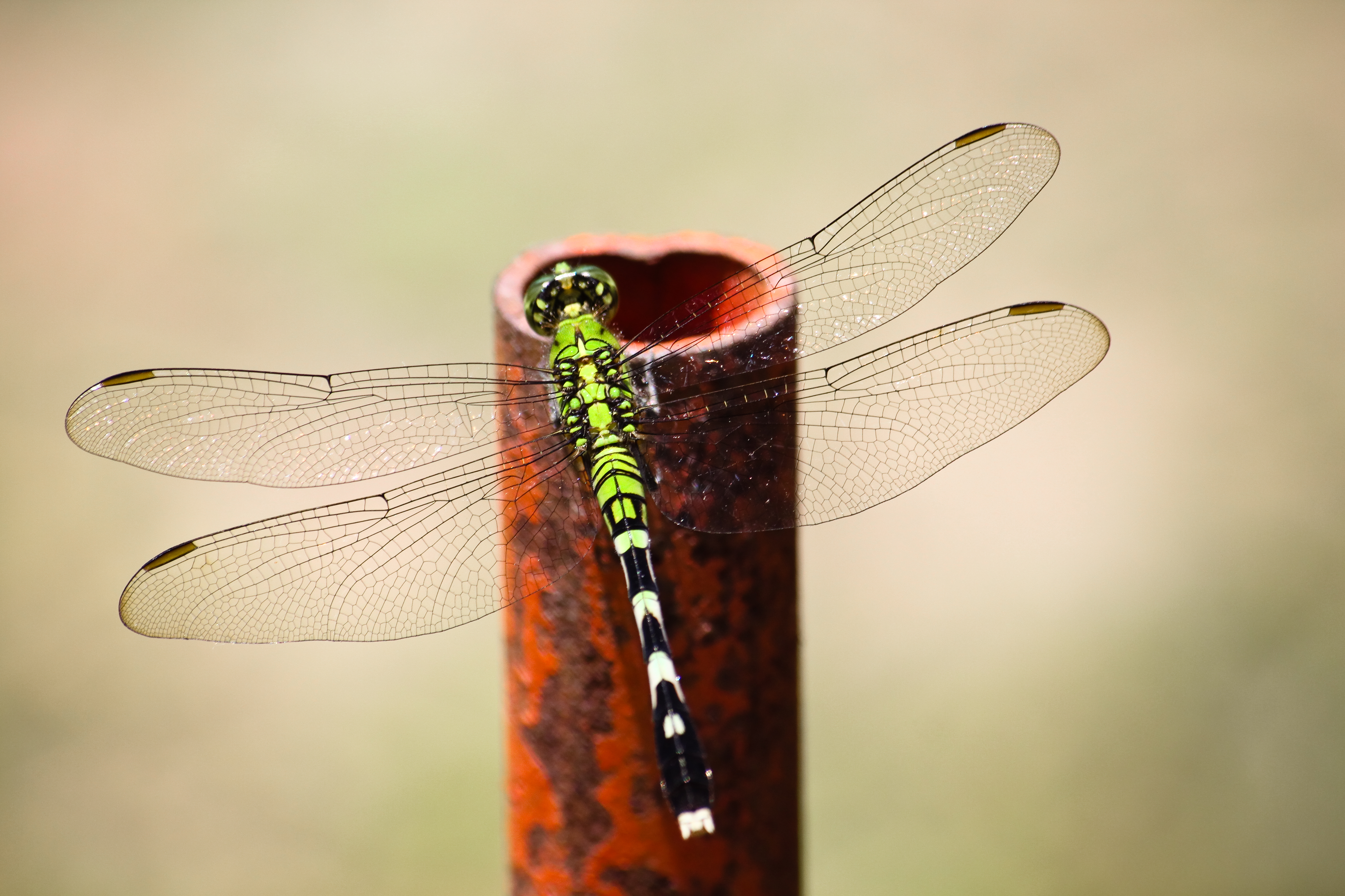 275520 Hintergrundbild herunterladen tiere, libelle, insekten - Bildschirmschoner und Bilder kostenlos