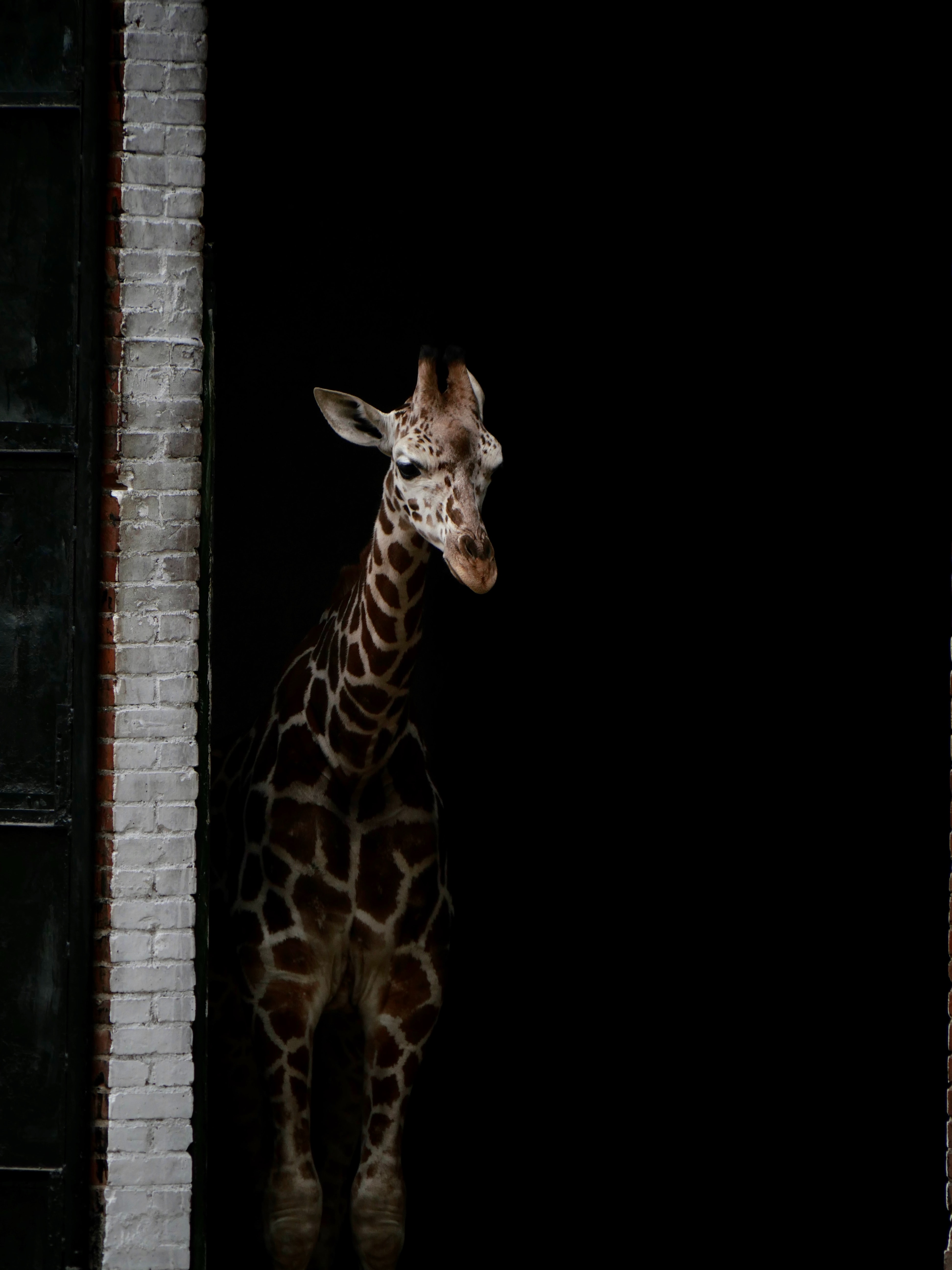 141940 Hintergrundbild herunterladen spots, tiere, dunkel, flecken, giraffe - Bildschirmschoner und Bilder kostenlos