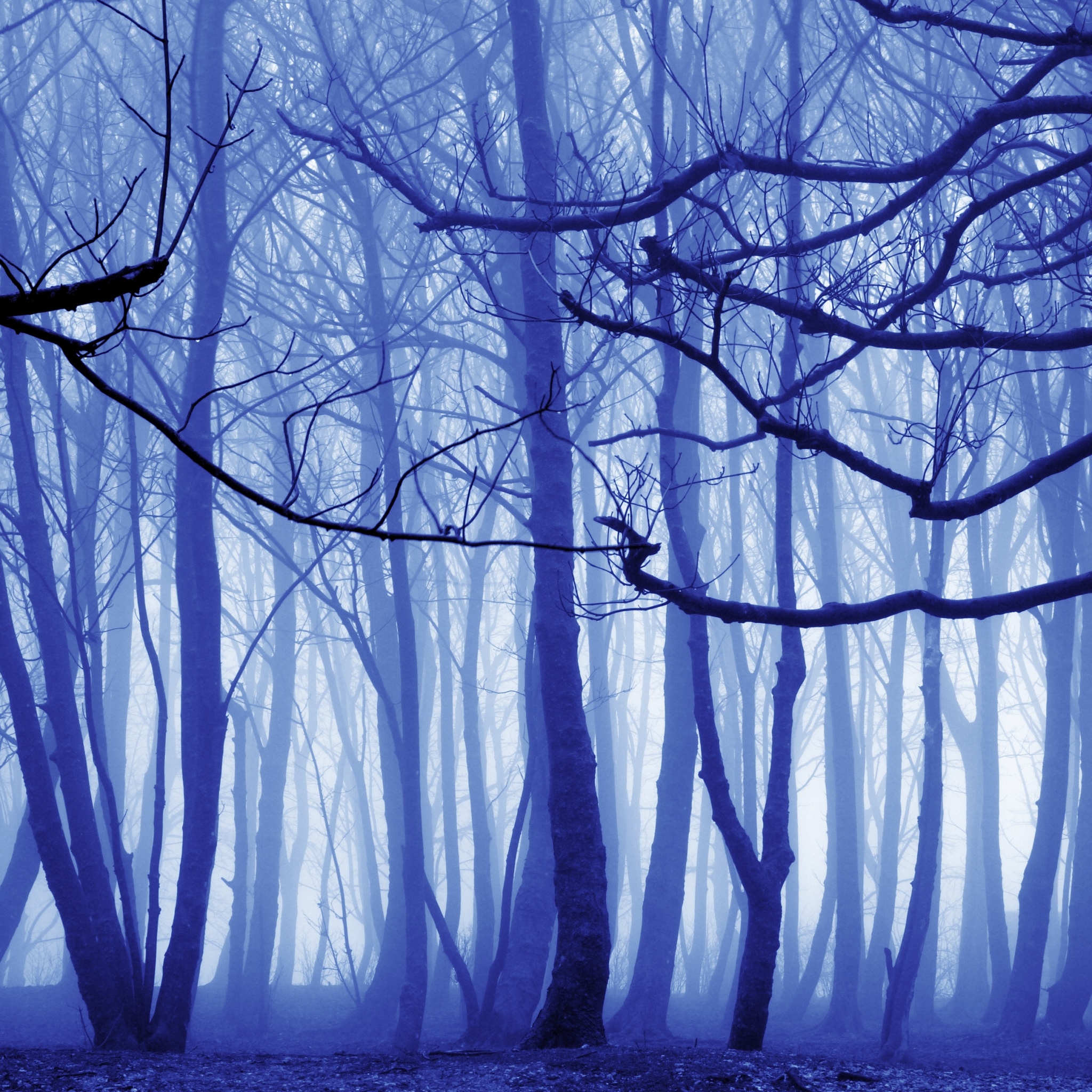 Голубой лес