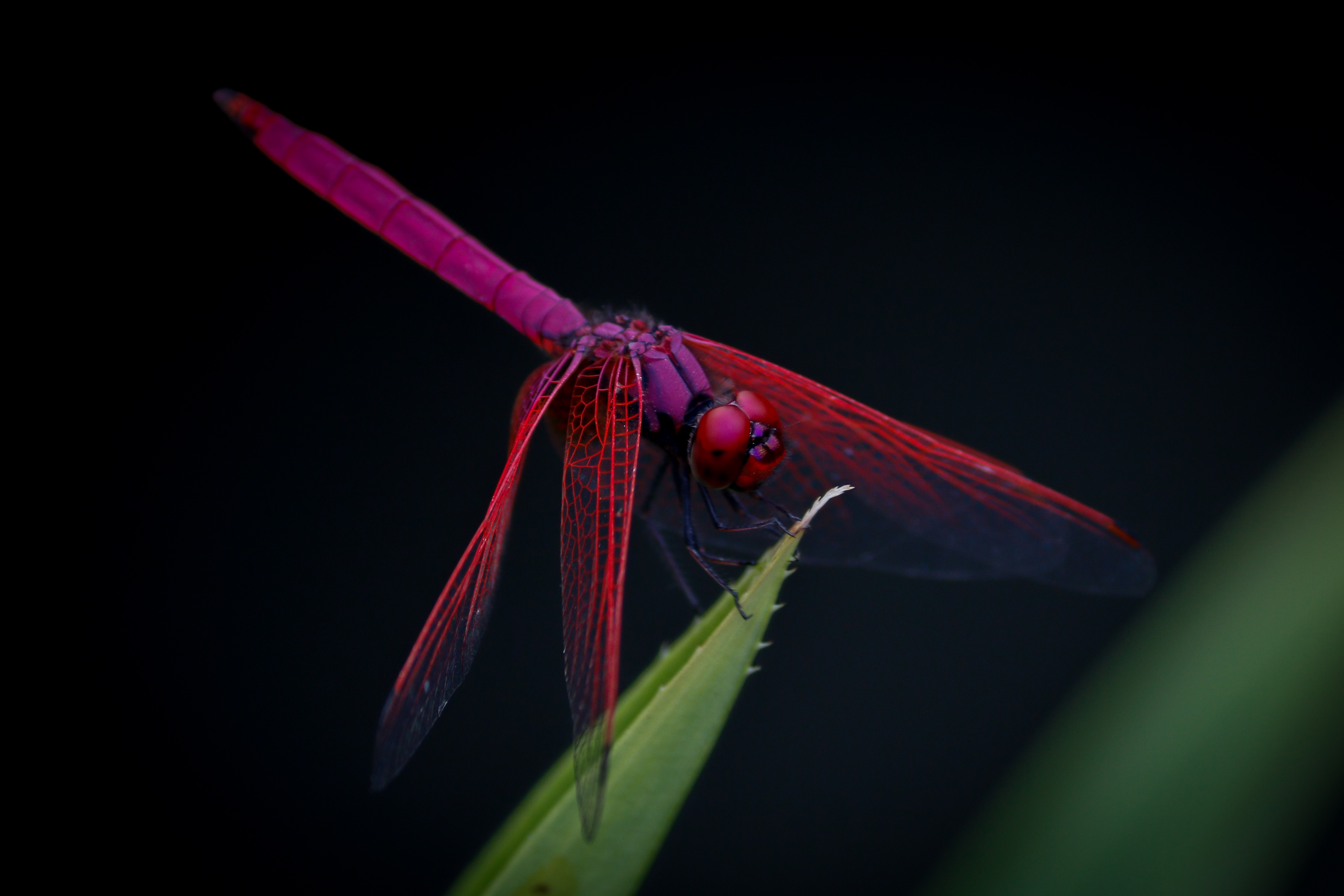 dragonfly, macro, insect, trithemis aurora 4K Ultra
