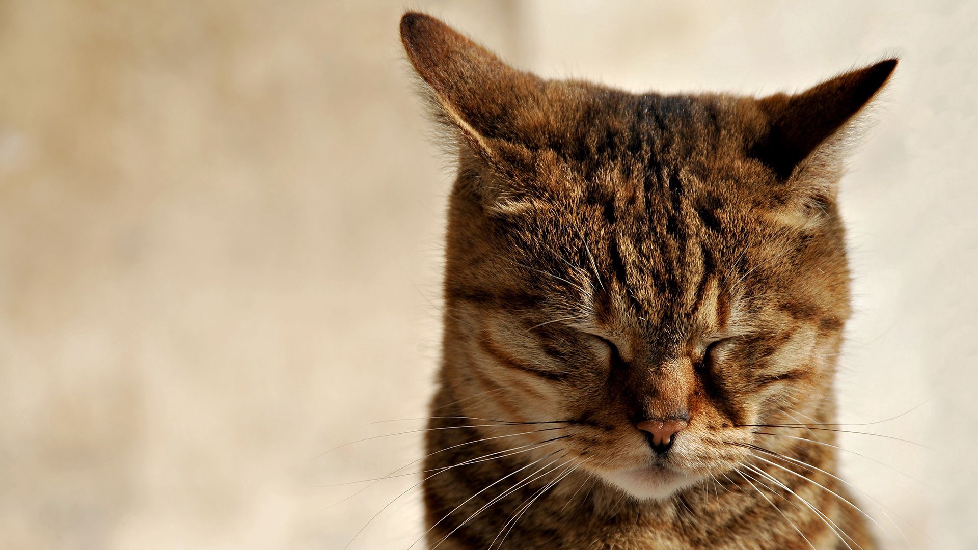 Free download wallpaper Animals, Muzzle, Striped, Ears, Sleep, Dream, Cat on your PC desktop