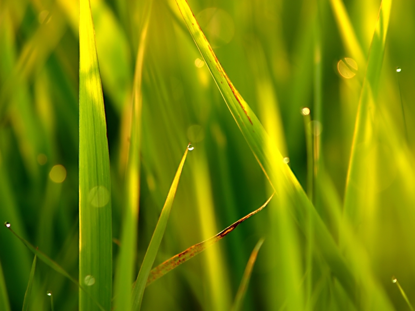 Download mobile wallpaper Plants, Grass, Background for free.