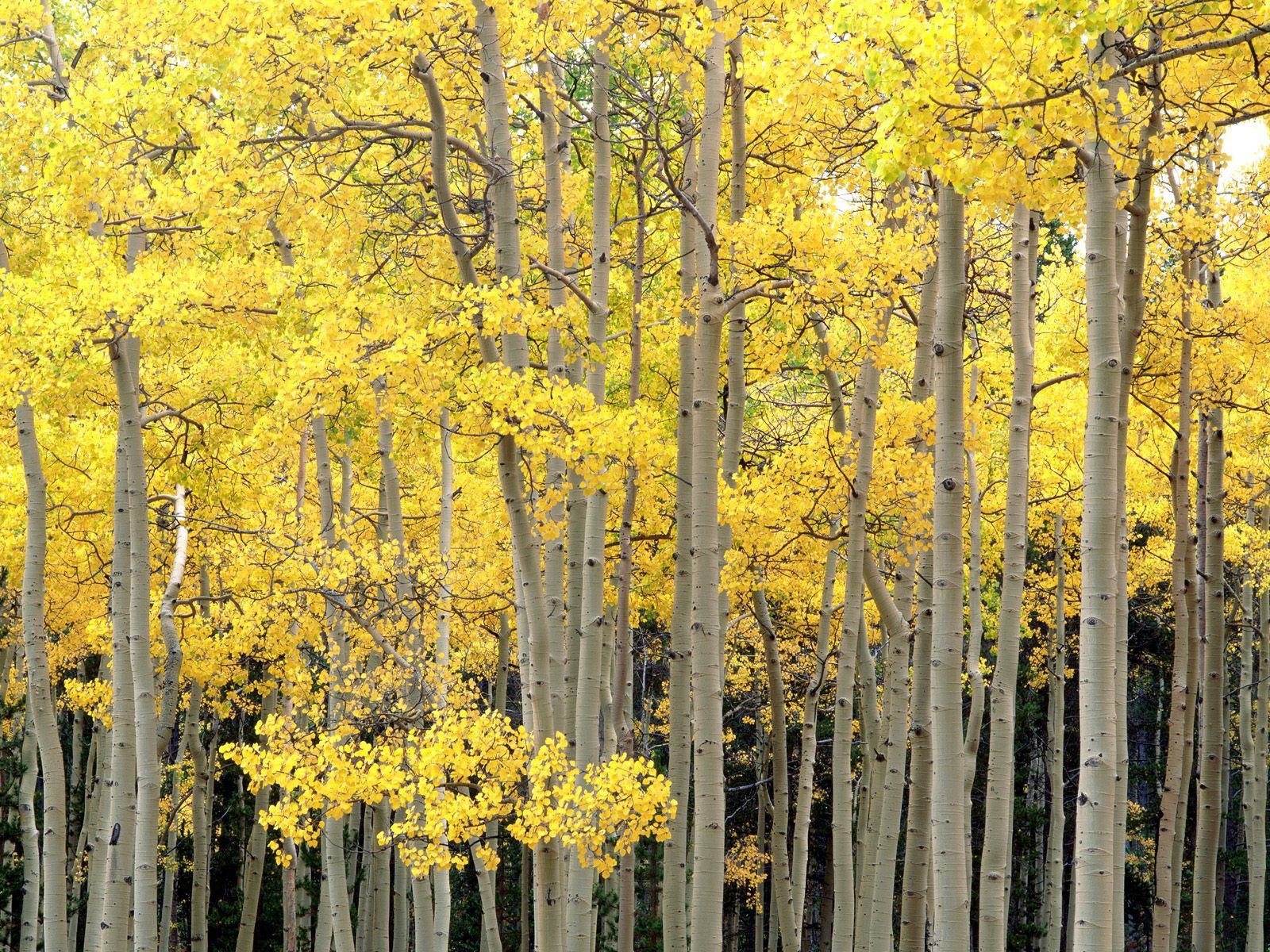 vertical wallpaper nature, trees, autumn, trunks