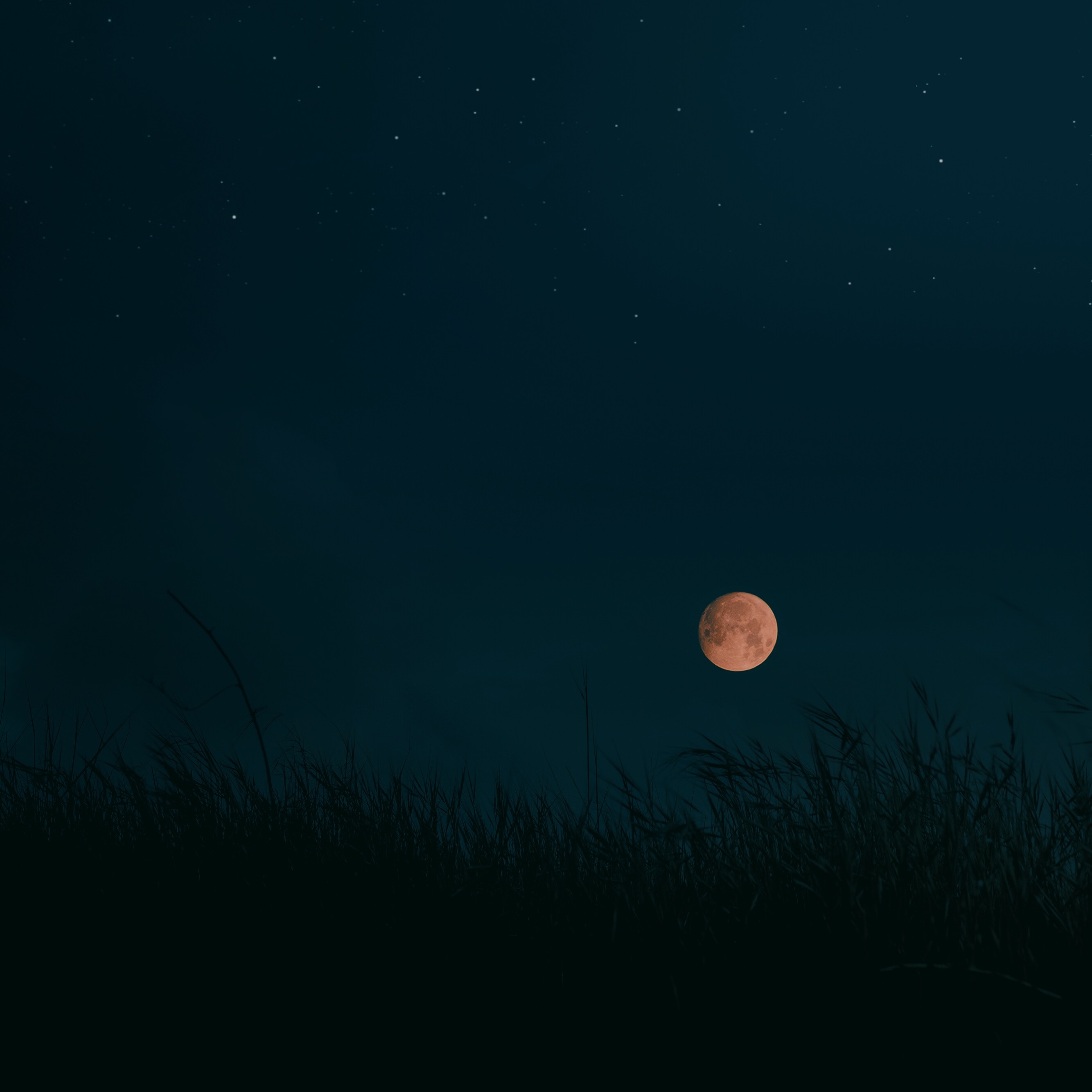 Laden Sie das Grass, Übernachtung, Mond, Landschaft, Dunkel-Bild kostenlos auf Ihren PC-Desktop herunter