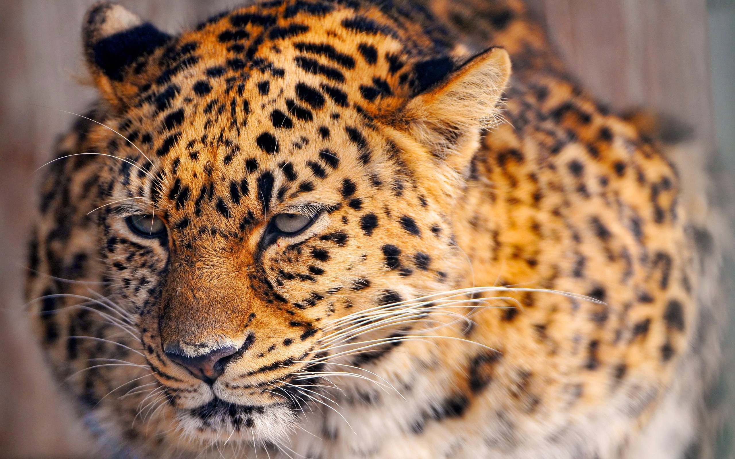 43852 скачать обои животные, ягуар (jaguar), оранжевые - заставки и картинки бесплатно