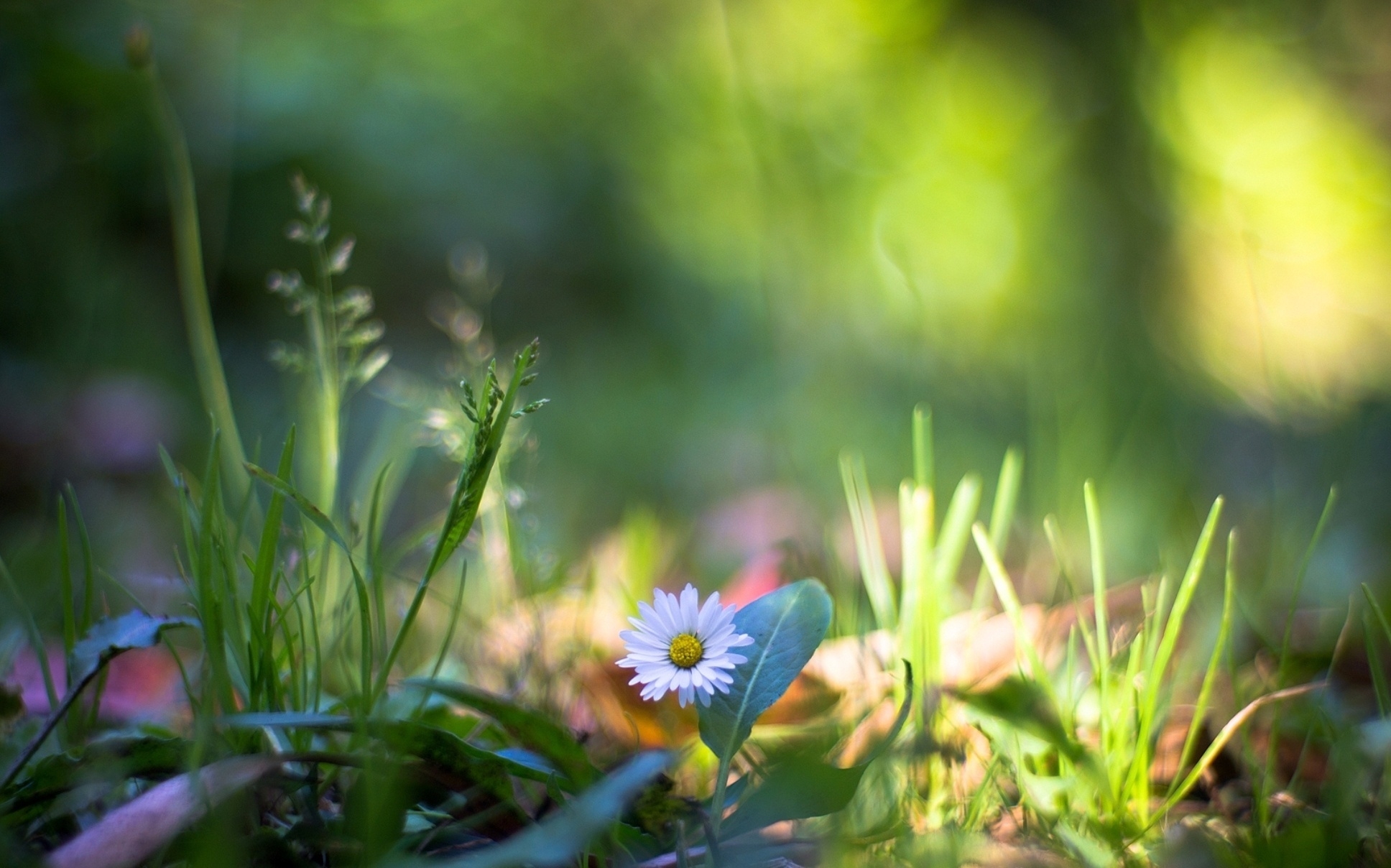 Free download wallpaper Grass, Macro, Nature, Flower, Plants on your PC desktop