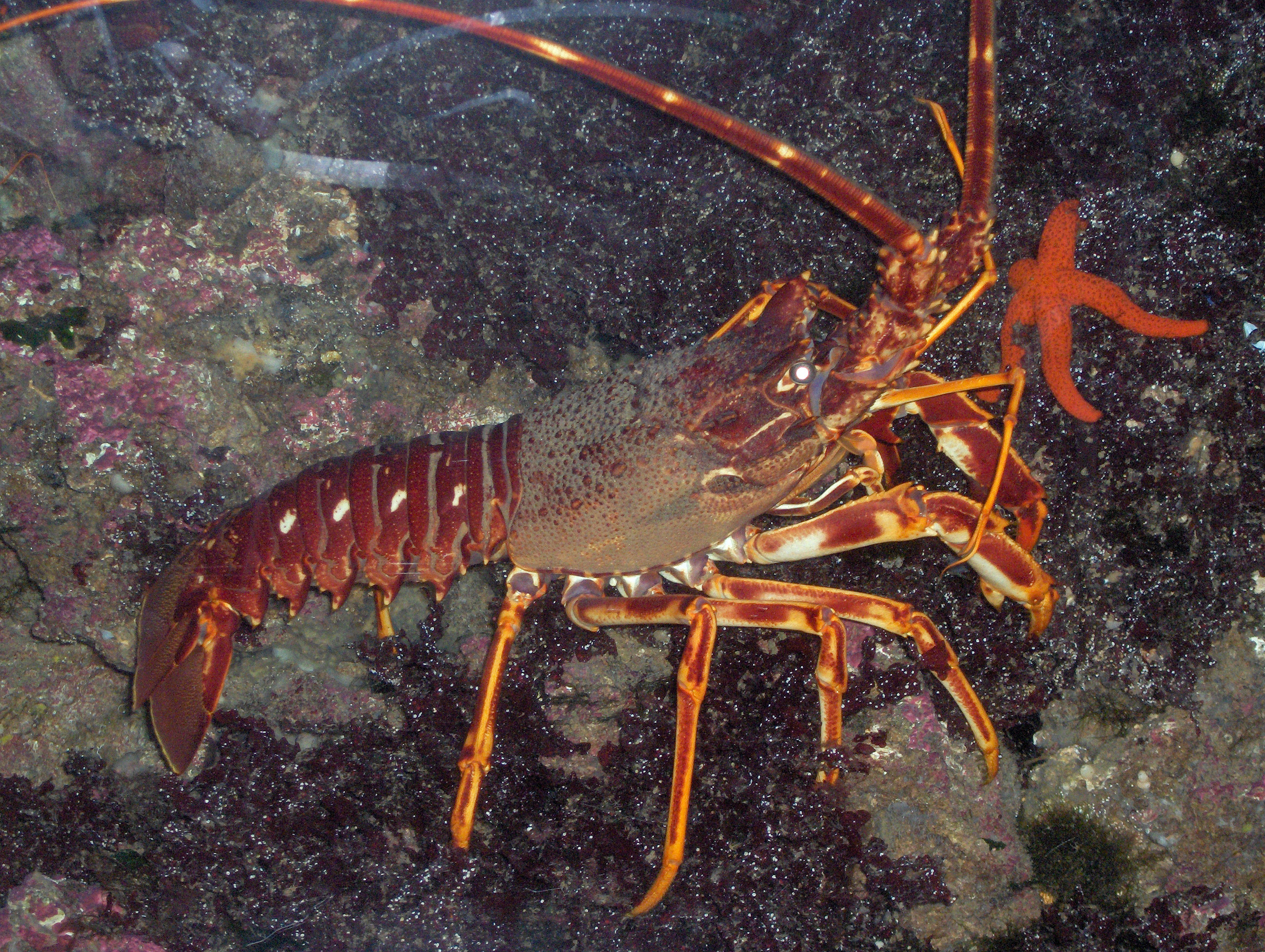 animal, lobster, spiny lobster 5K