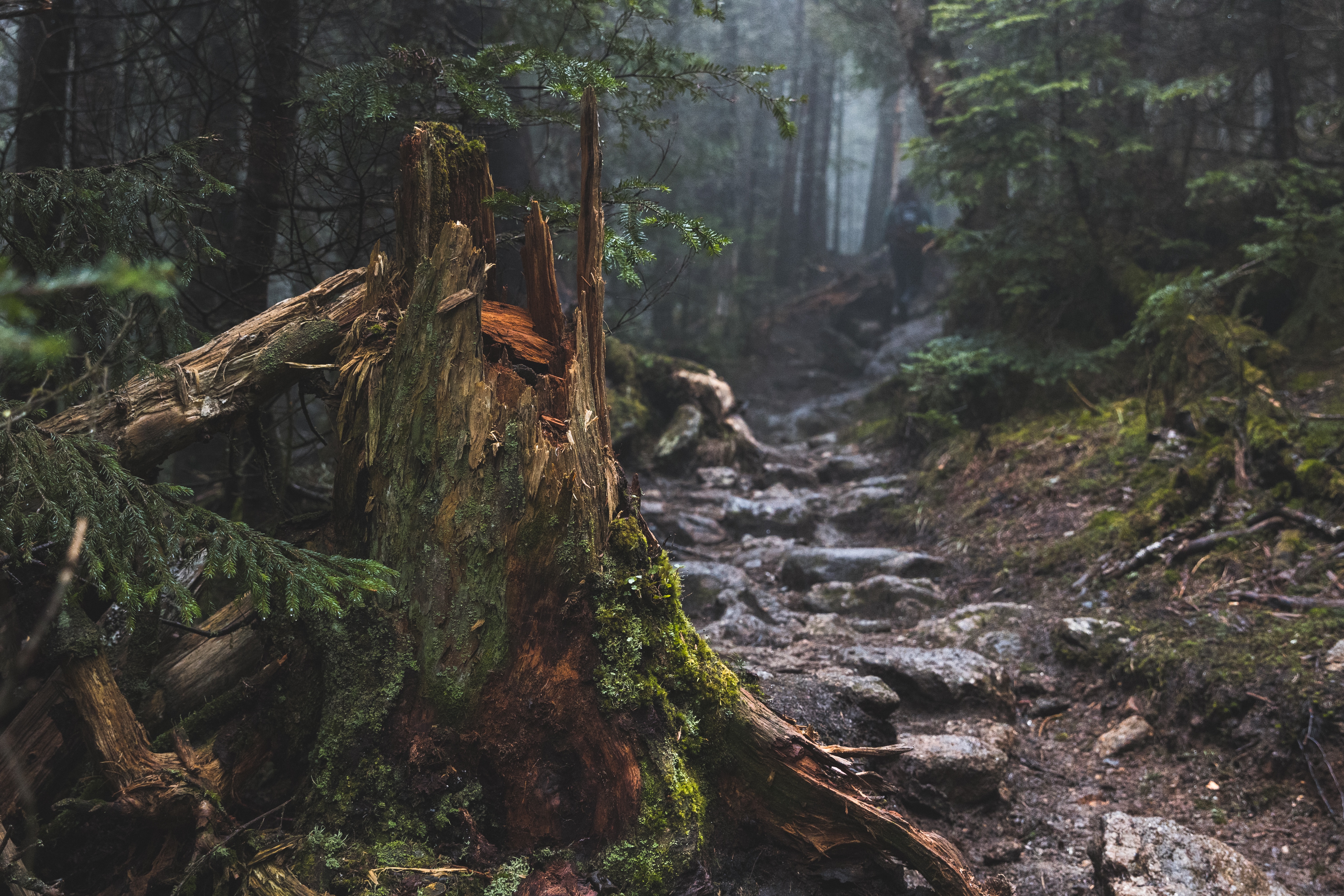wood, broken, nature, tree, moss phone background