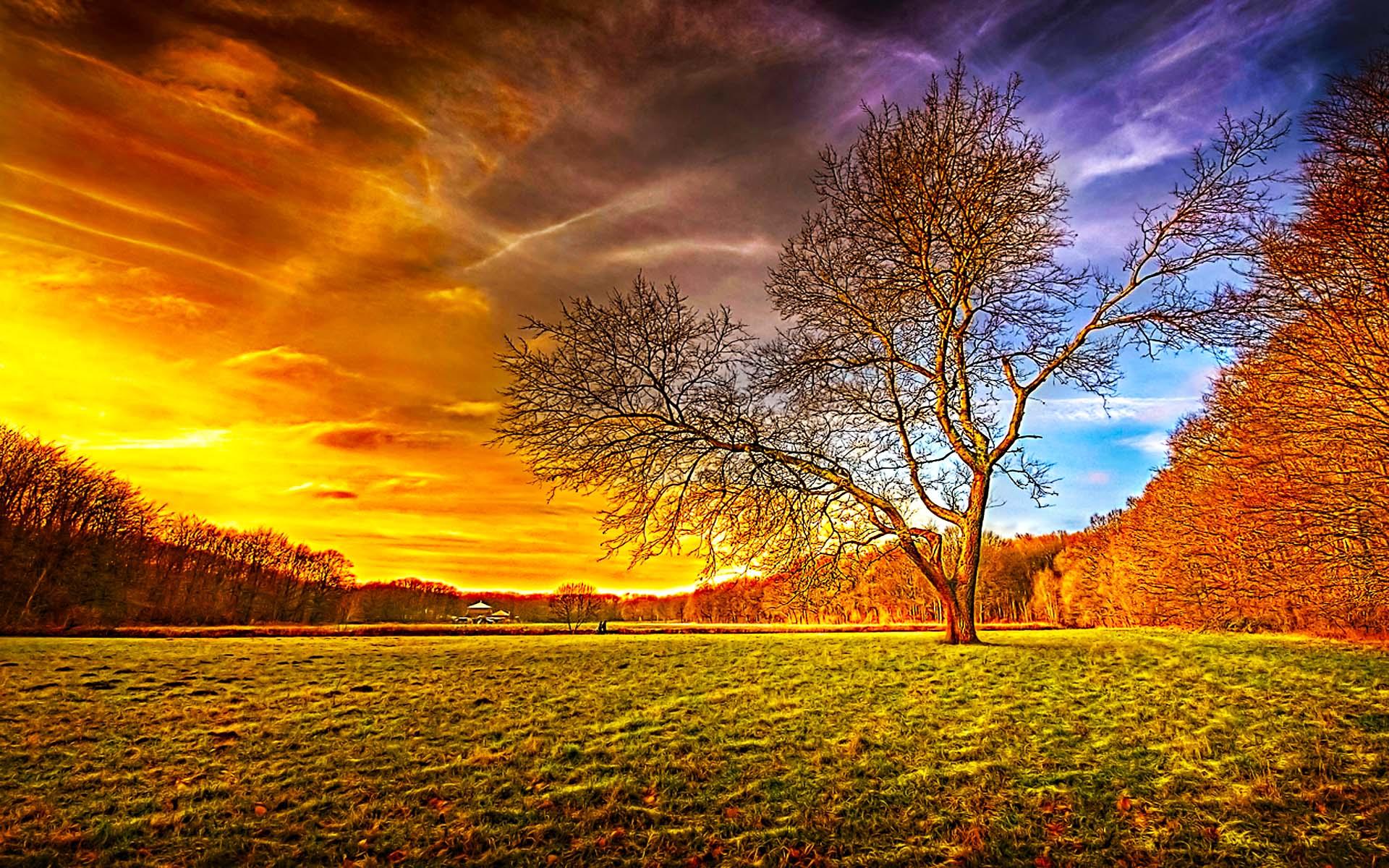 Download mobile wallpaper Sunset, Sky, Tree, Earth, Field, Hdr, Golden for free.