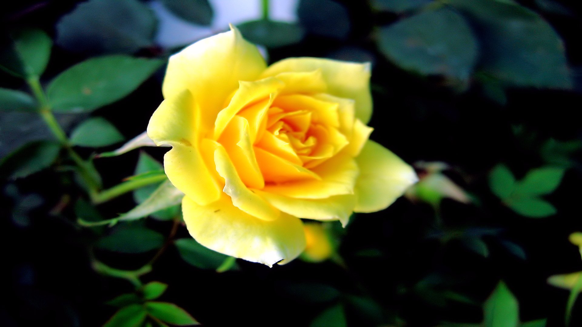 Download PC Wallpaper rose, earth, flower, yellow rose, flowers