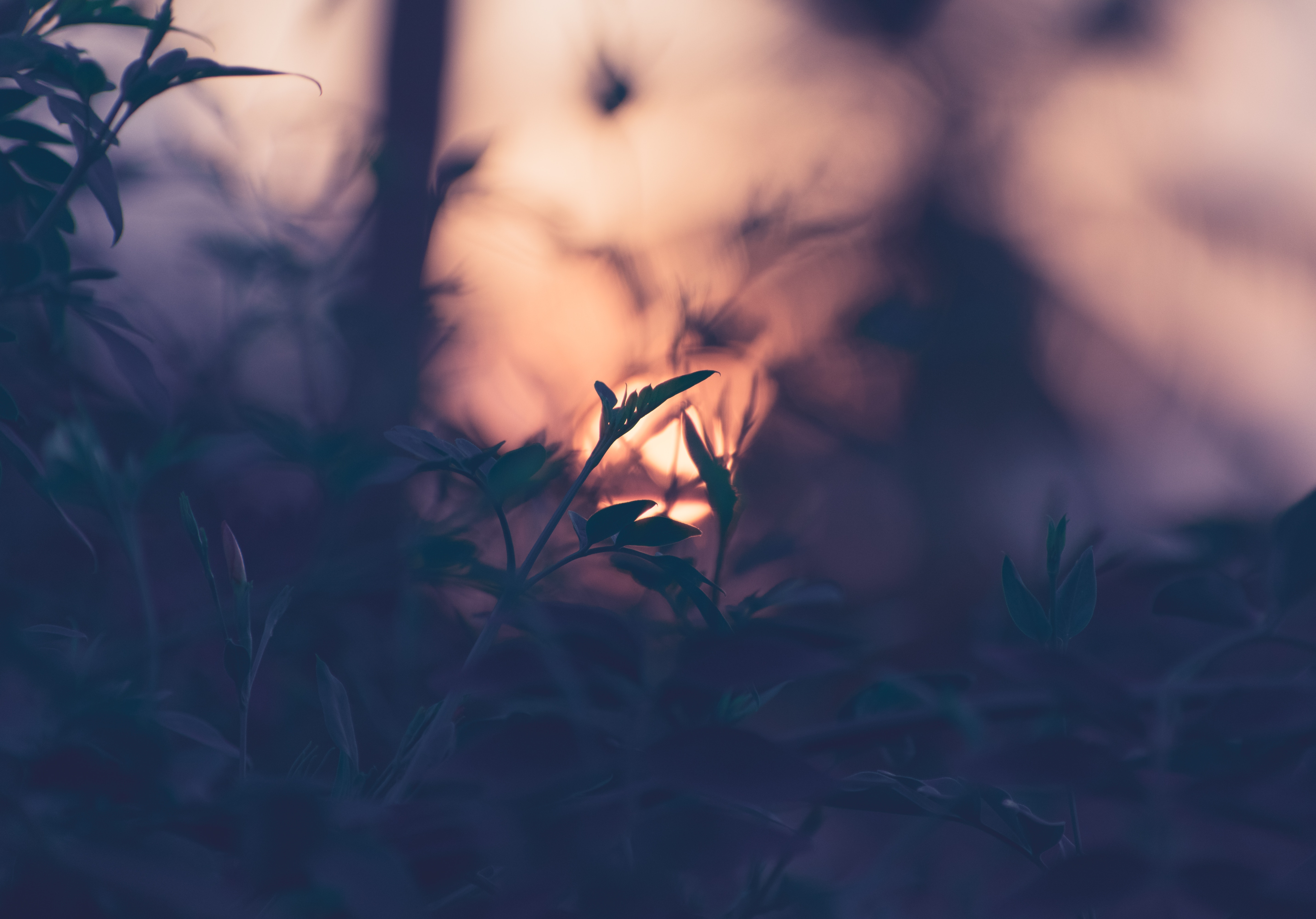 smooth, blur, sunset, leaves, plant, macro, branches 4K Ultra