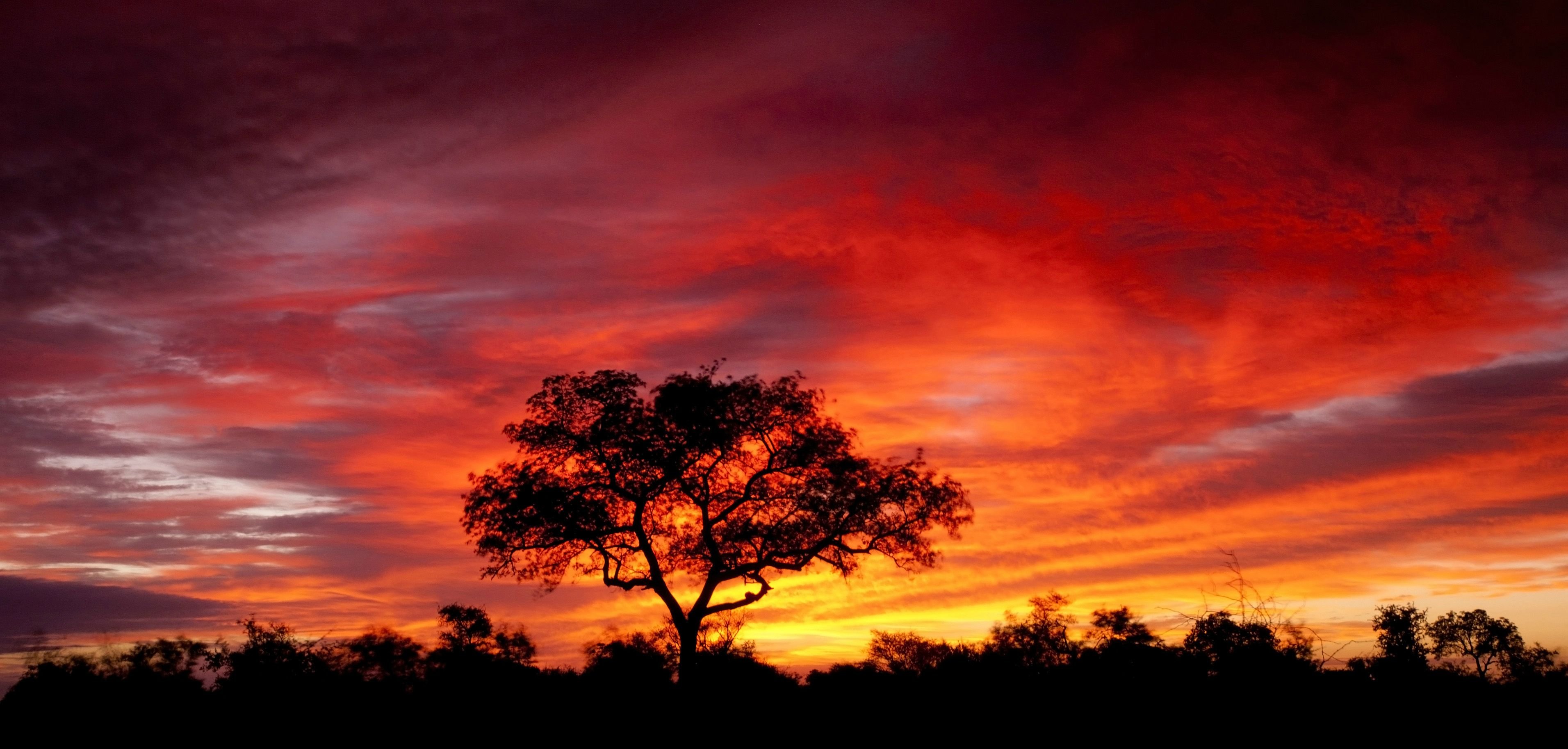 tree, sunset, nature, earth, orange (color), silhouette, sky, south africa 2160p