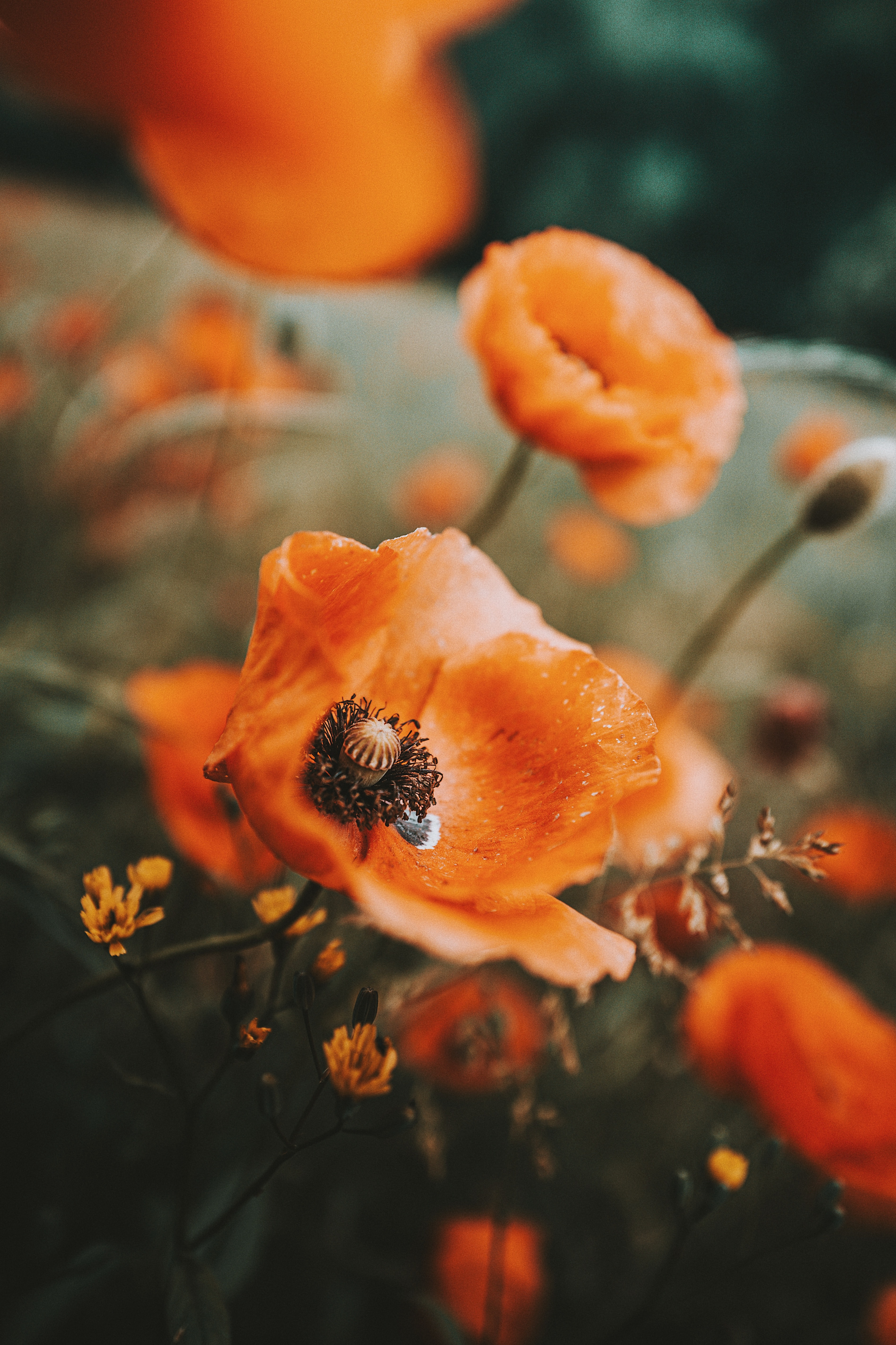 Laden Sie das Wildblumen, Mohn, Makro, Blumen-Bild kostenlos auf Ihren PC-Desktop herunter