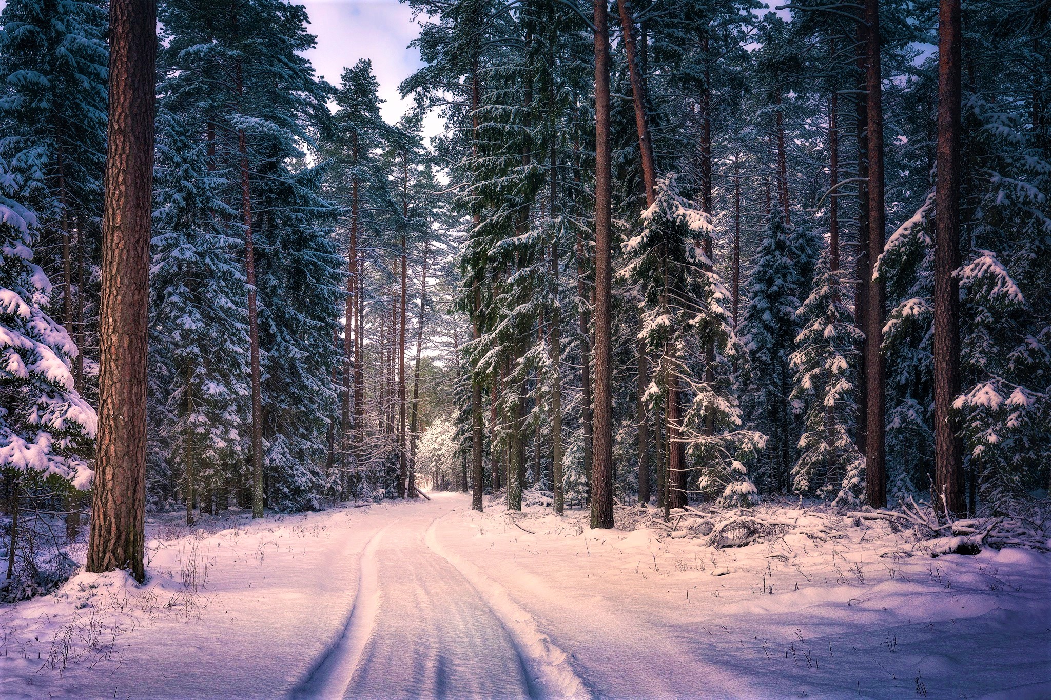 Зимняя дорога в лесу фото