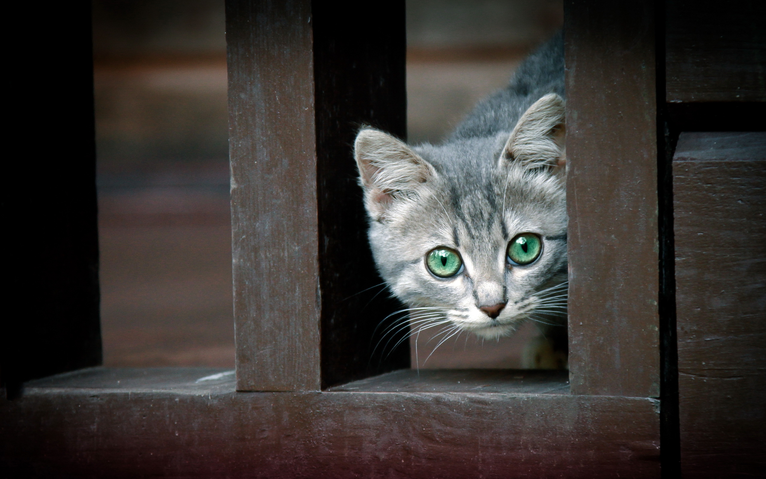 Фото выглядывающий кот