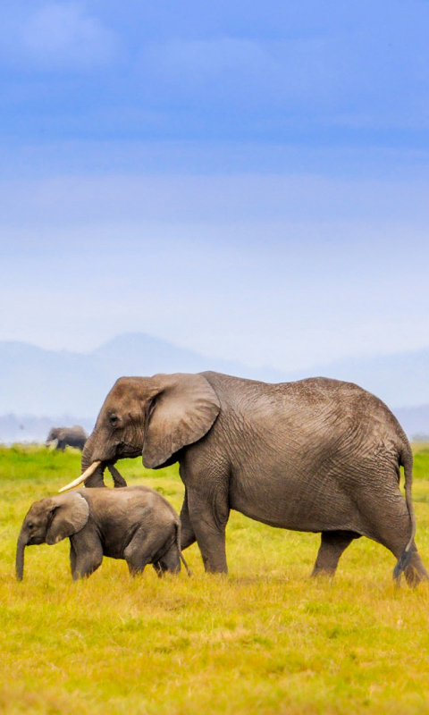 Download mobile wallpaper Grass, Elephants, Animal, Elephant, Africa, Savannah, African Bush Elephant for free.
