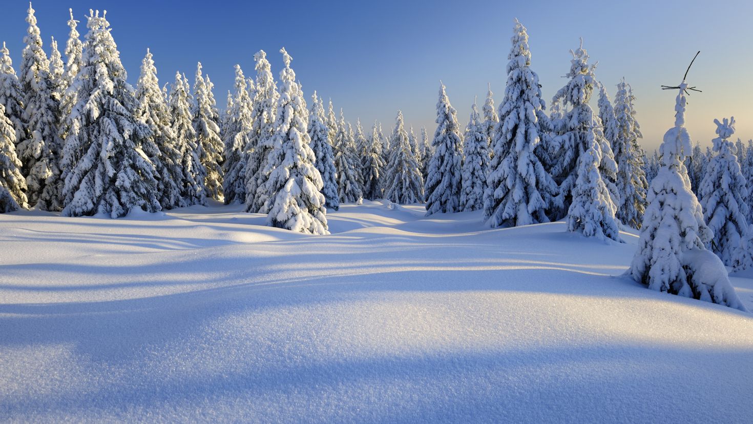 Красивая картинка со снегом. Зимний лес. Зимний пейзаж. Красивая зима. Зимняя природа.