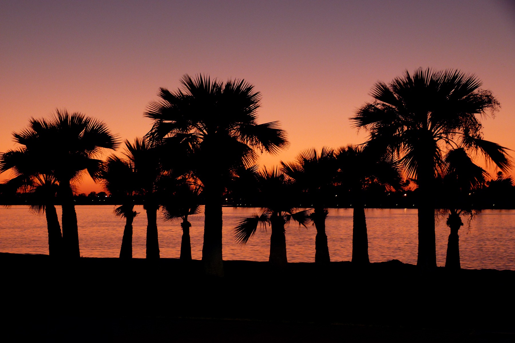 california, night, palms, dark, san diego Smartphone Background