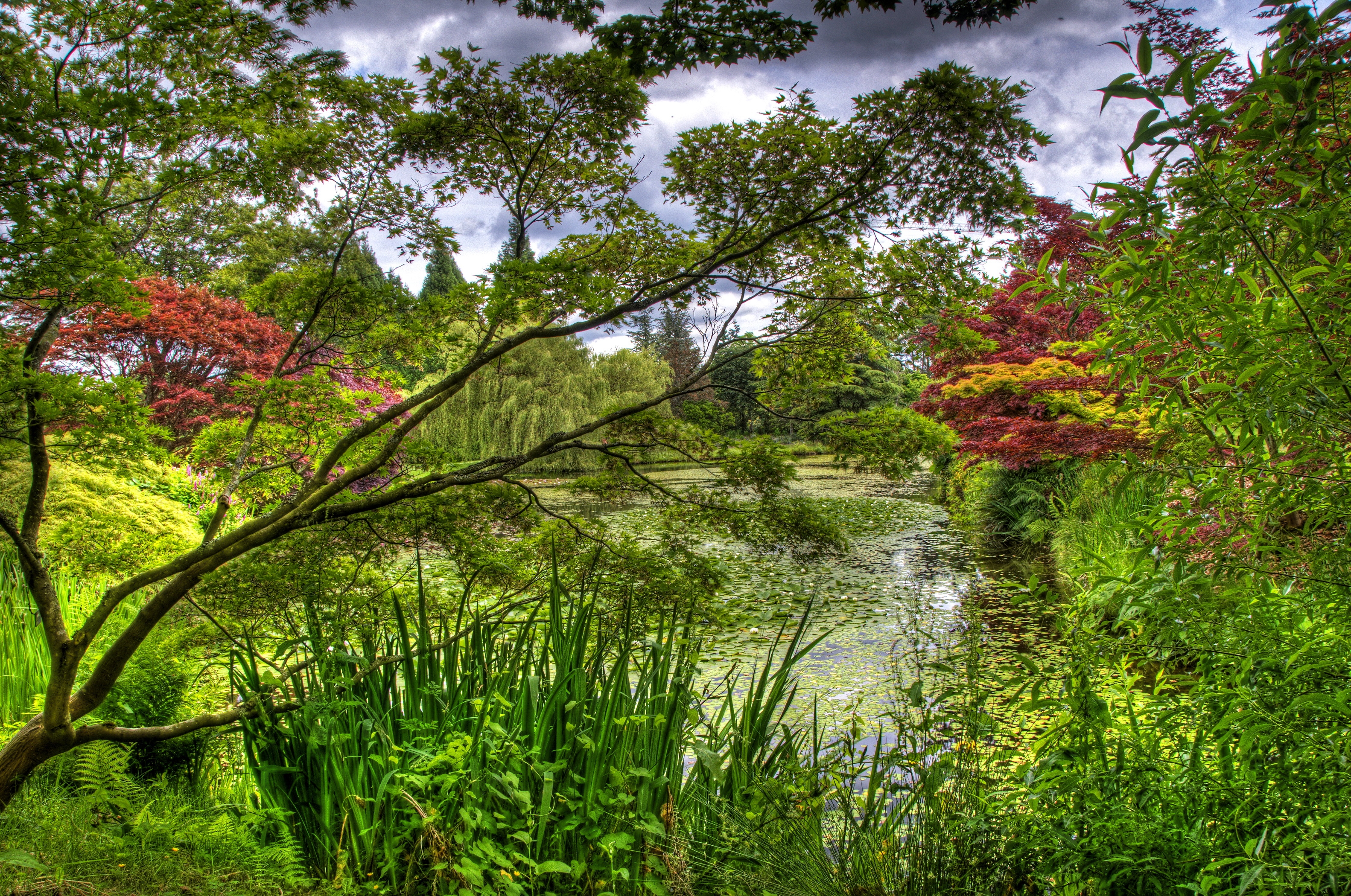 nature, trees, water lilies, green, garden, pond, flora