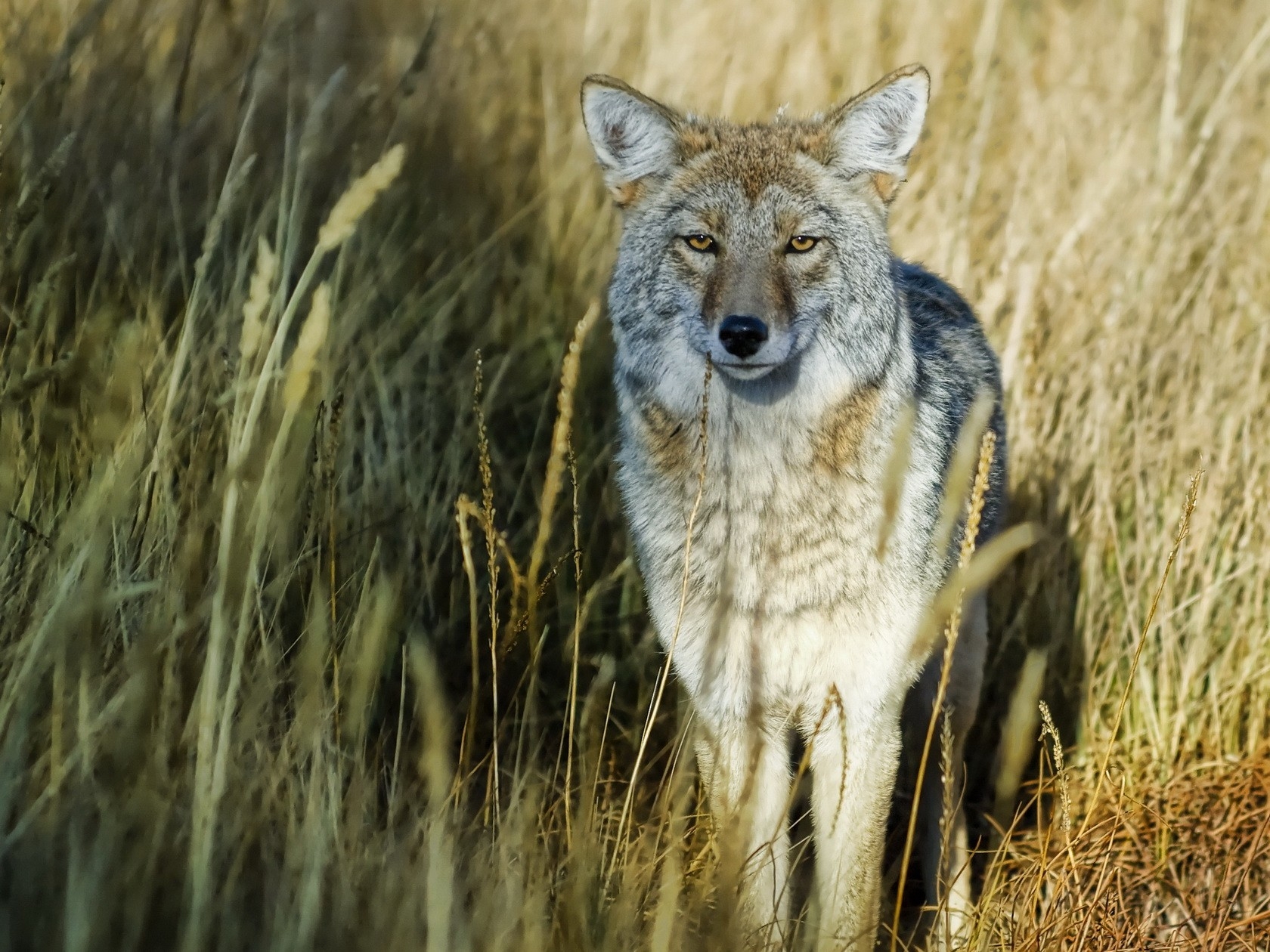 Laden Sie das Grass, Tiere, Raubtier, Predator, Jagd, Wolf-Bild kostenlos auf Ihren PC-Desktop herunter