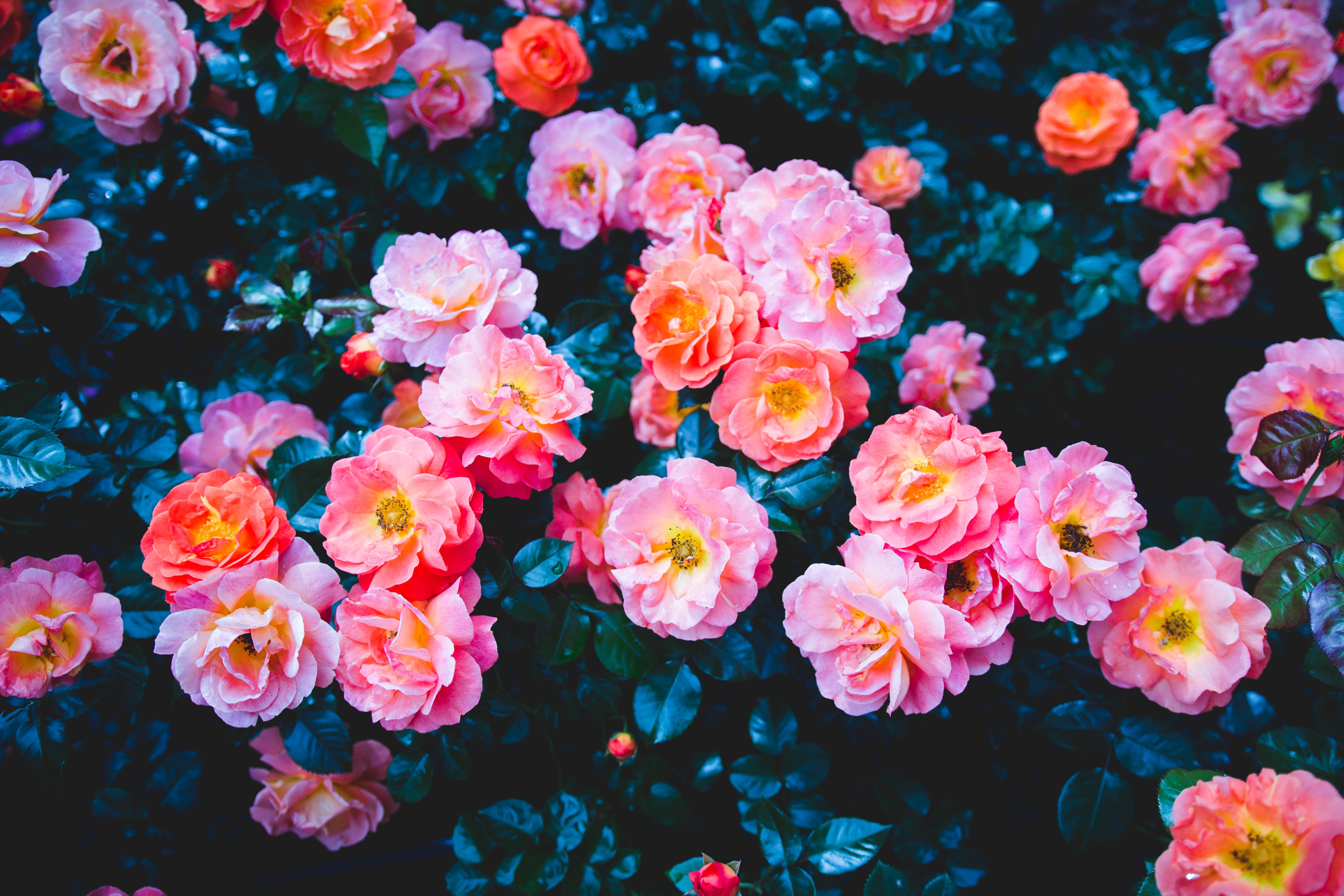 Download mobile wallpaper Bush, Bloom, Flowering, Pink, Flowers, Roses for free.