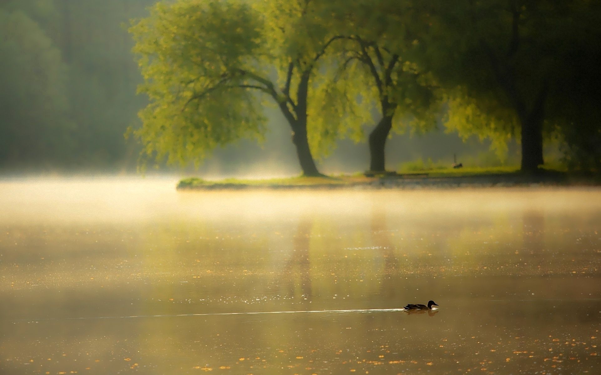 wallpapers duck, nature, dawn, lake, park, pond