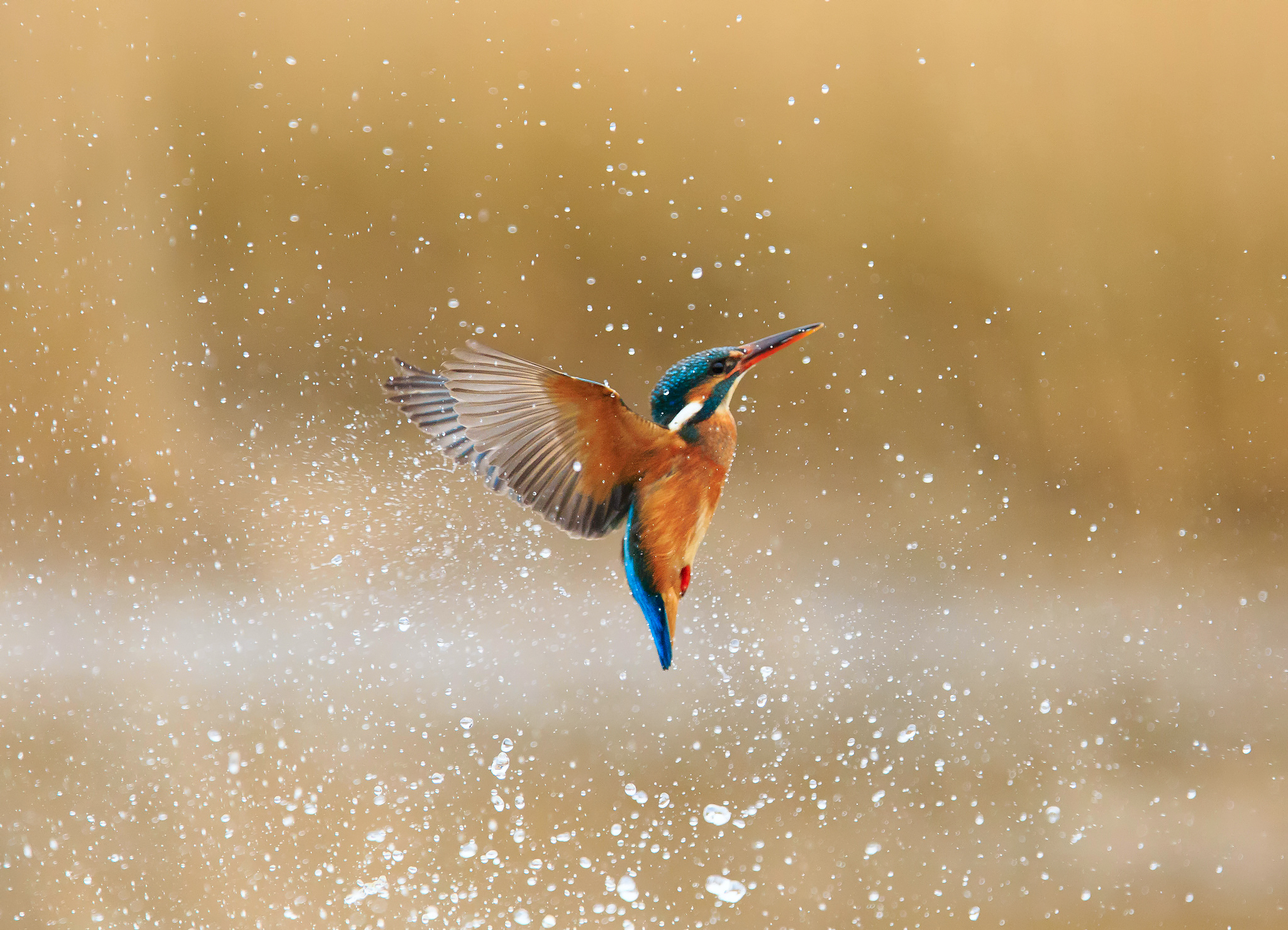 Птичка вода. Зимородок и Колибри. Зимородок полет. Kingfisher. Маленькая птичка в полете.