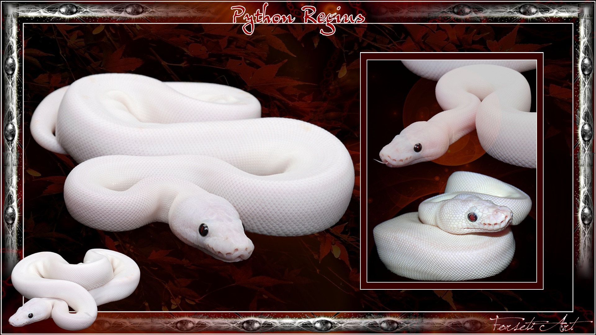 261176 скачать обои питон, змея, животные, пресмыкающееся, белый питон, рептилии - заставки и картинки бесплатно