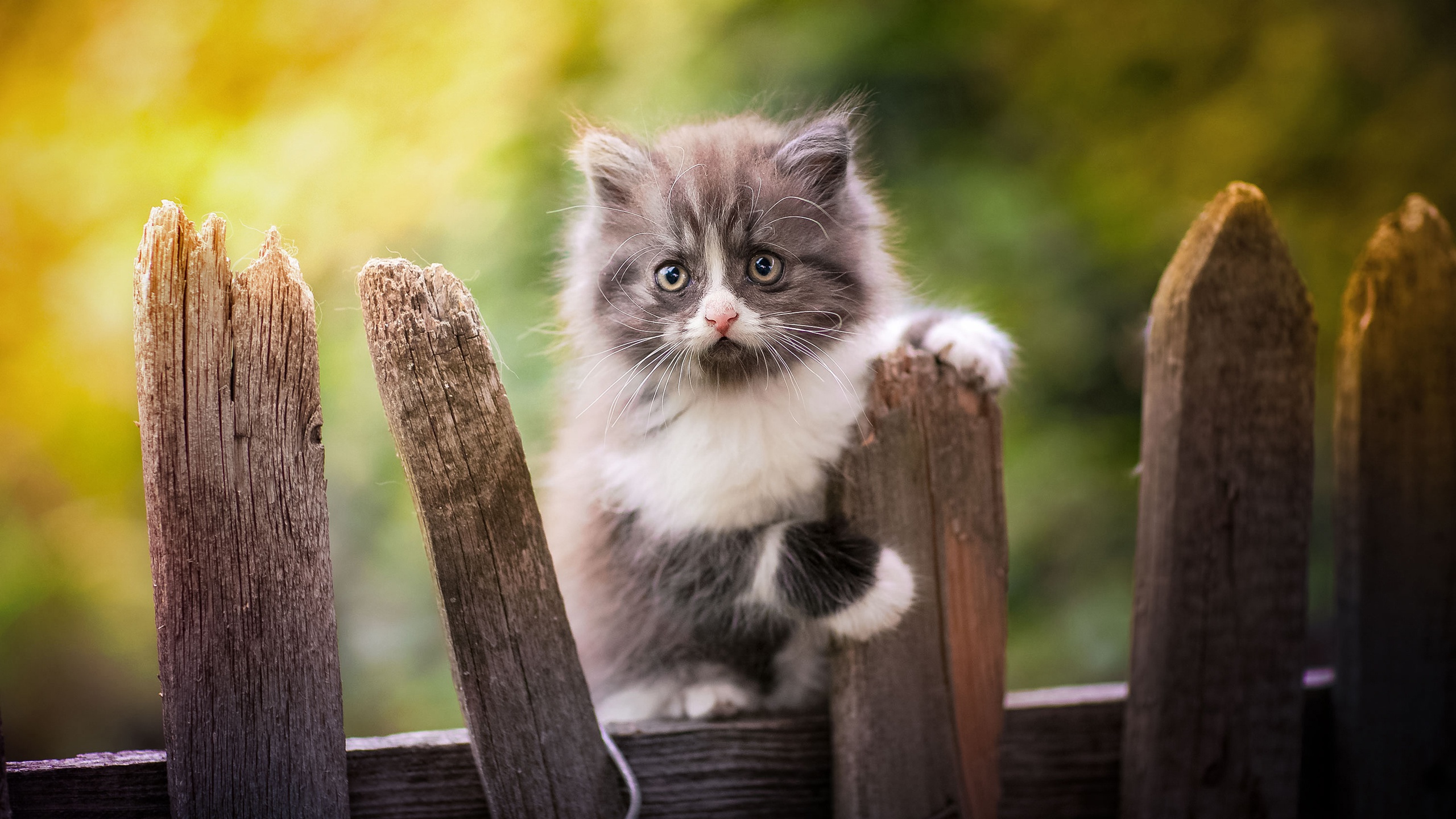 Кот на заборе