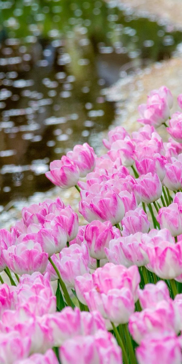 Как часто нужно менять воду тюльпанам. Пионовидные тюльпаны. Красивые тюльпаны. Тюльпаны махровые. Живые тюльпаны.