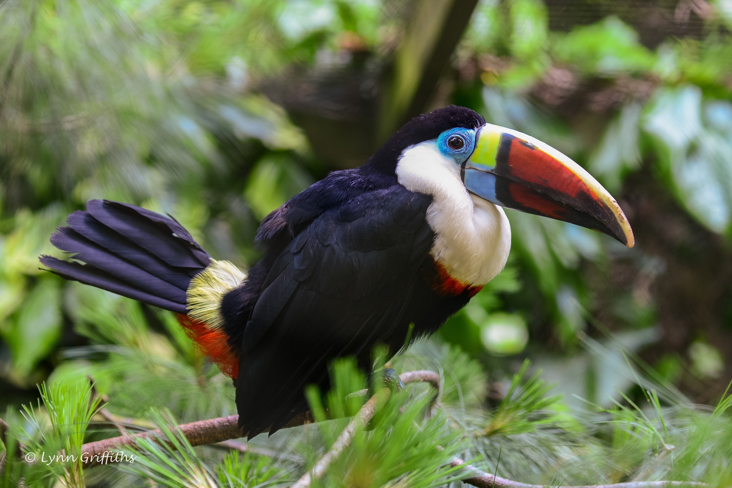 animals, feather, bird, beak, toucan, thickets, thicket 8K