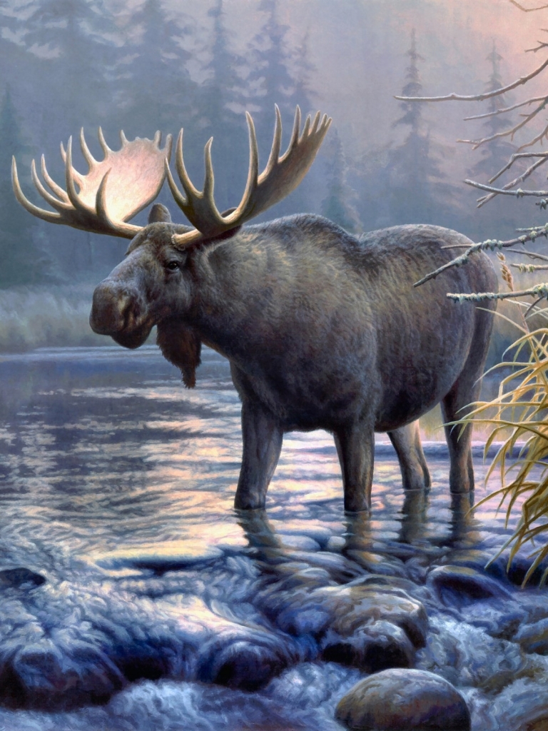 Free download Moose wallpaper [808x606] for your Desktop, Mobile & Tablet |  Explore 72+ Moose Wallpaper, Moose Wallpaper, Moose Wallpaper for Computer,  Moose and Bear Wallpaper Border