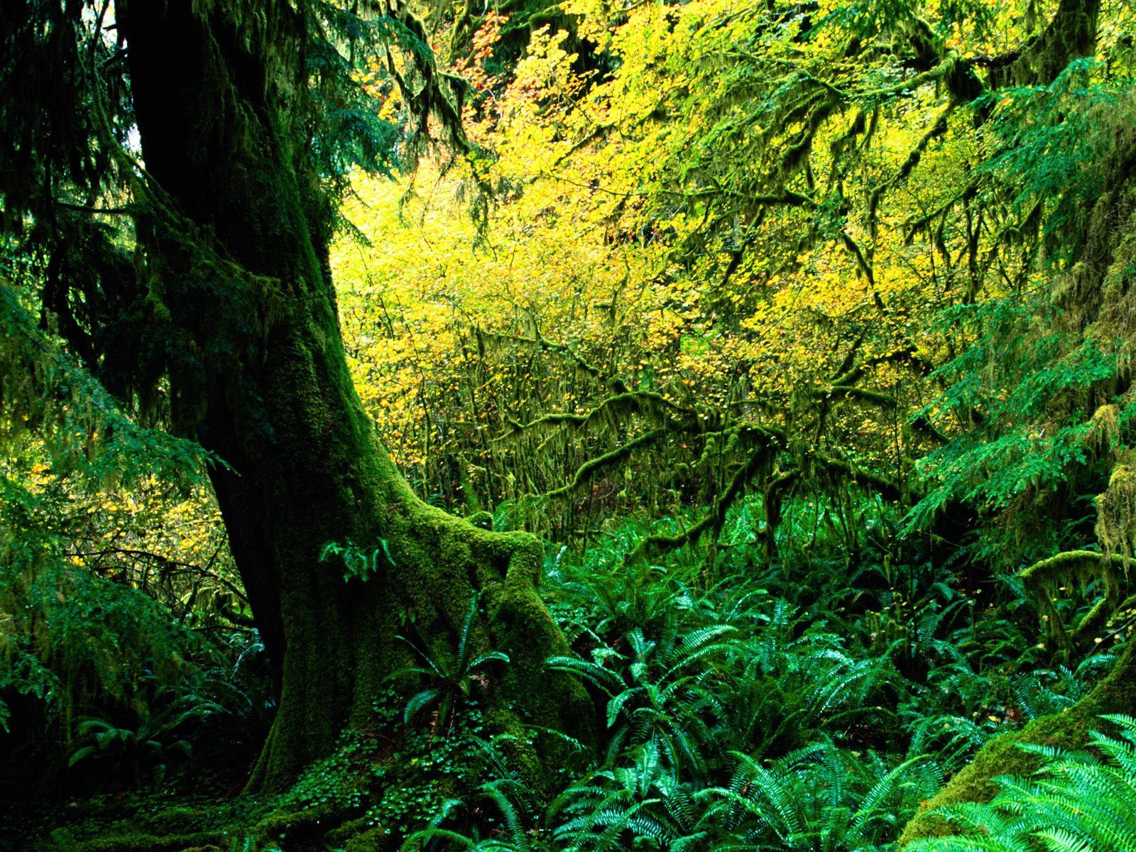 Laden Sie das Natur, Holz, Moos, Moss, Baum, Dschungel-Bild kostenlos auf Ihren PC-Desktop herunter