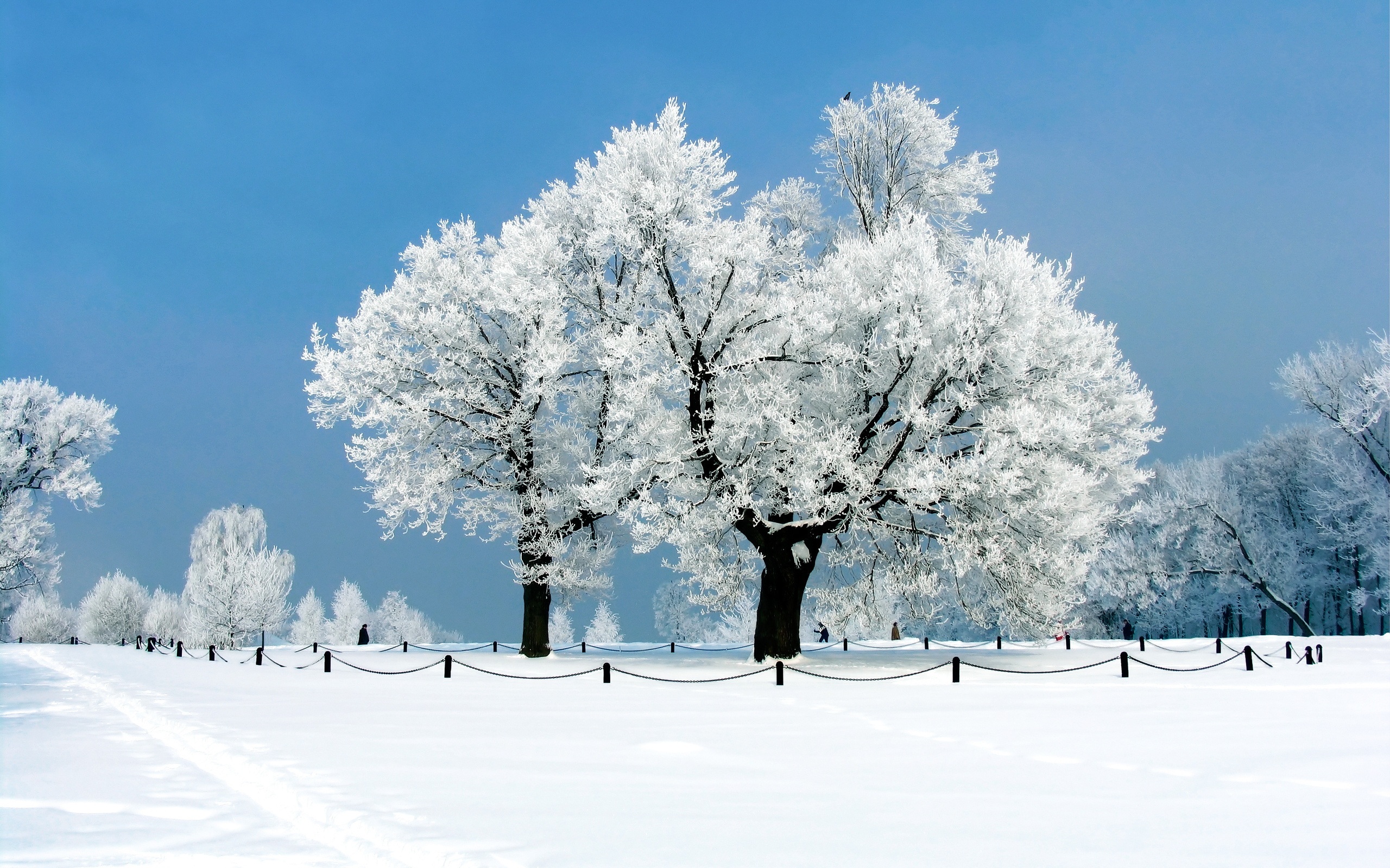 Красивые снежные деревья