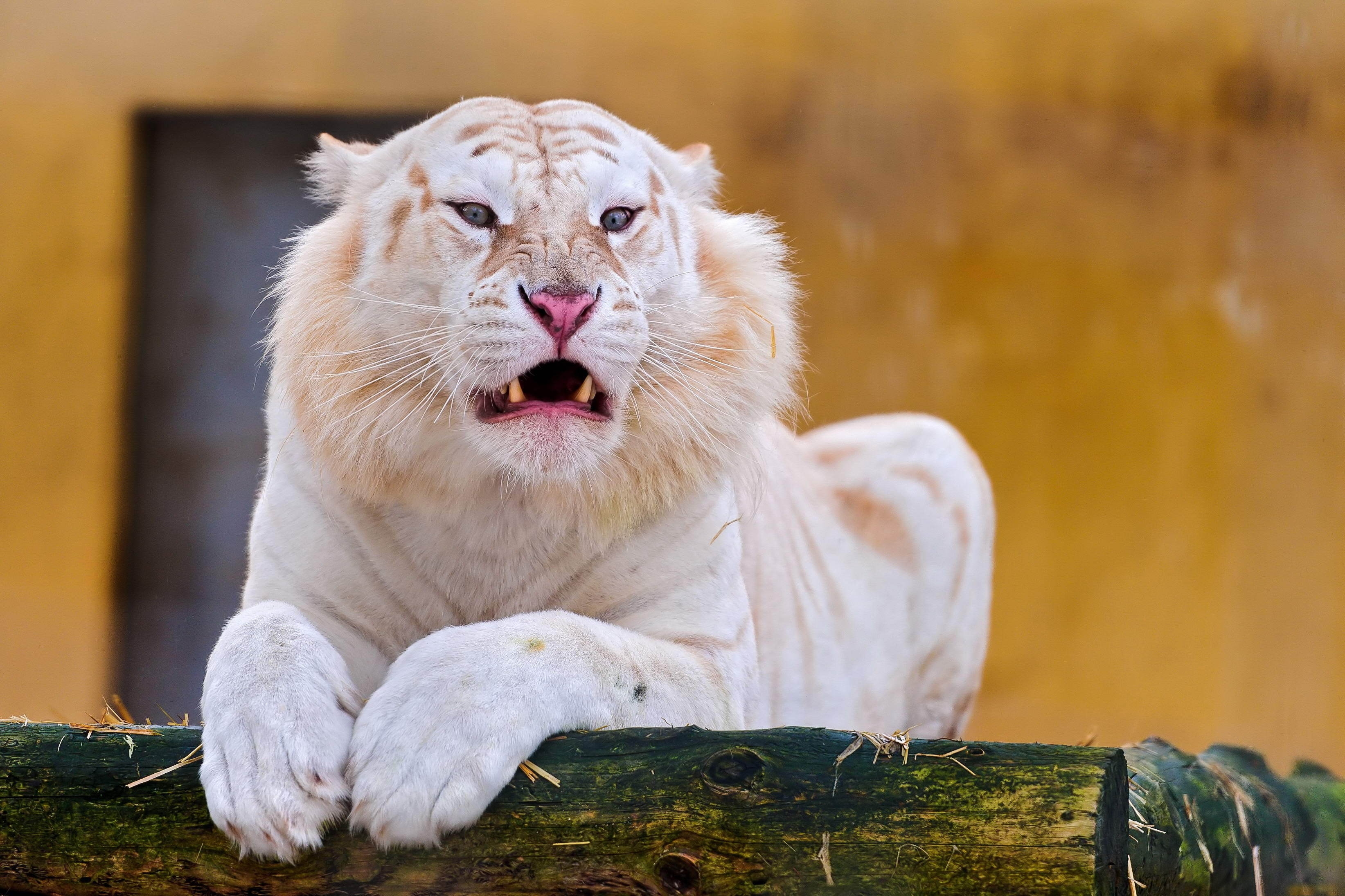 101473 descargar imagen animales, sonrisa, depredador, tigre, albino: fondos de pantalla y protectores de pantalla gratis