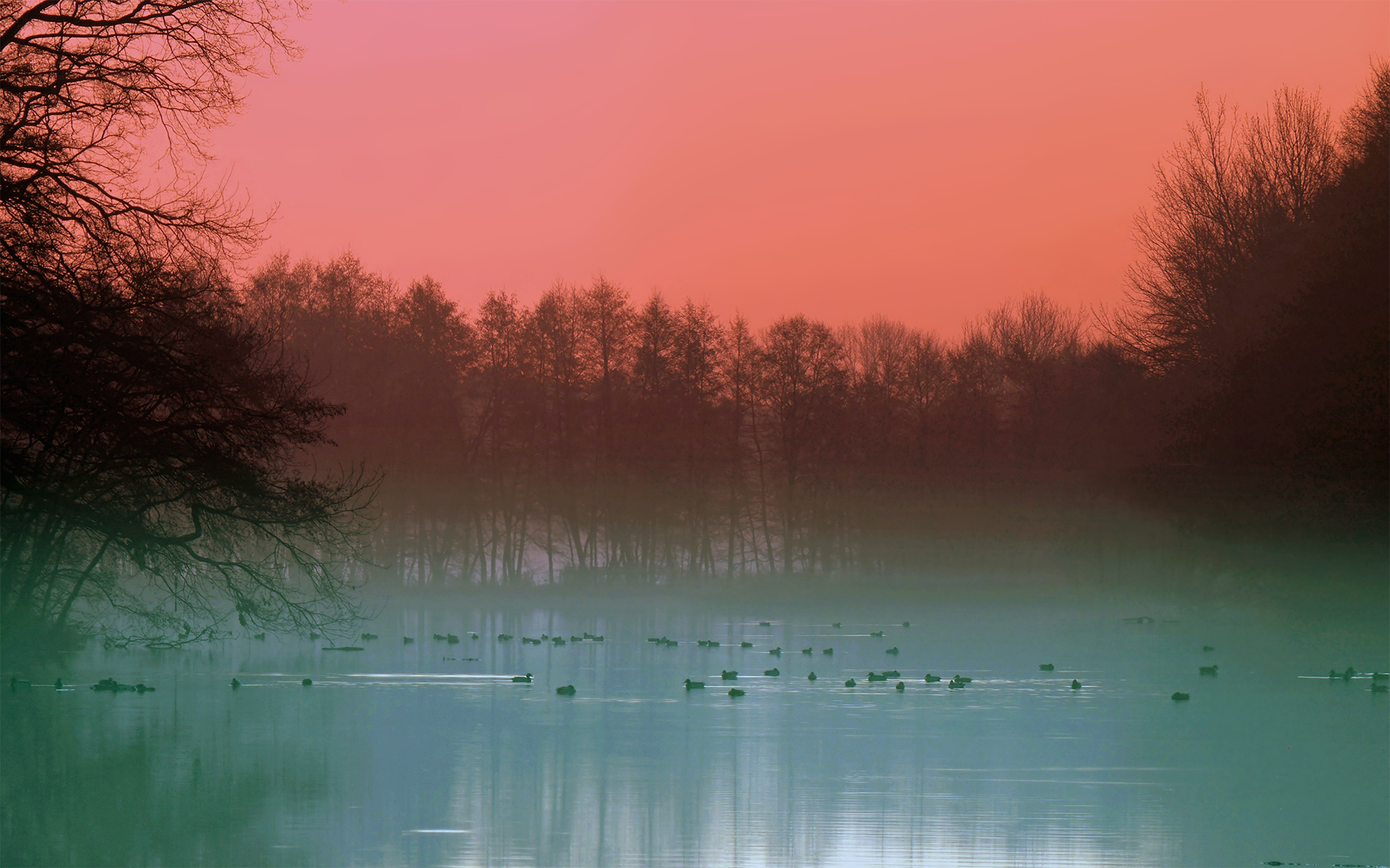 Download mobile wallpaper Nature, Lake, Bird, Tree, Fog, Earth, Duck for free.