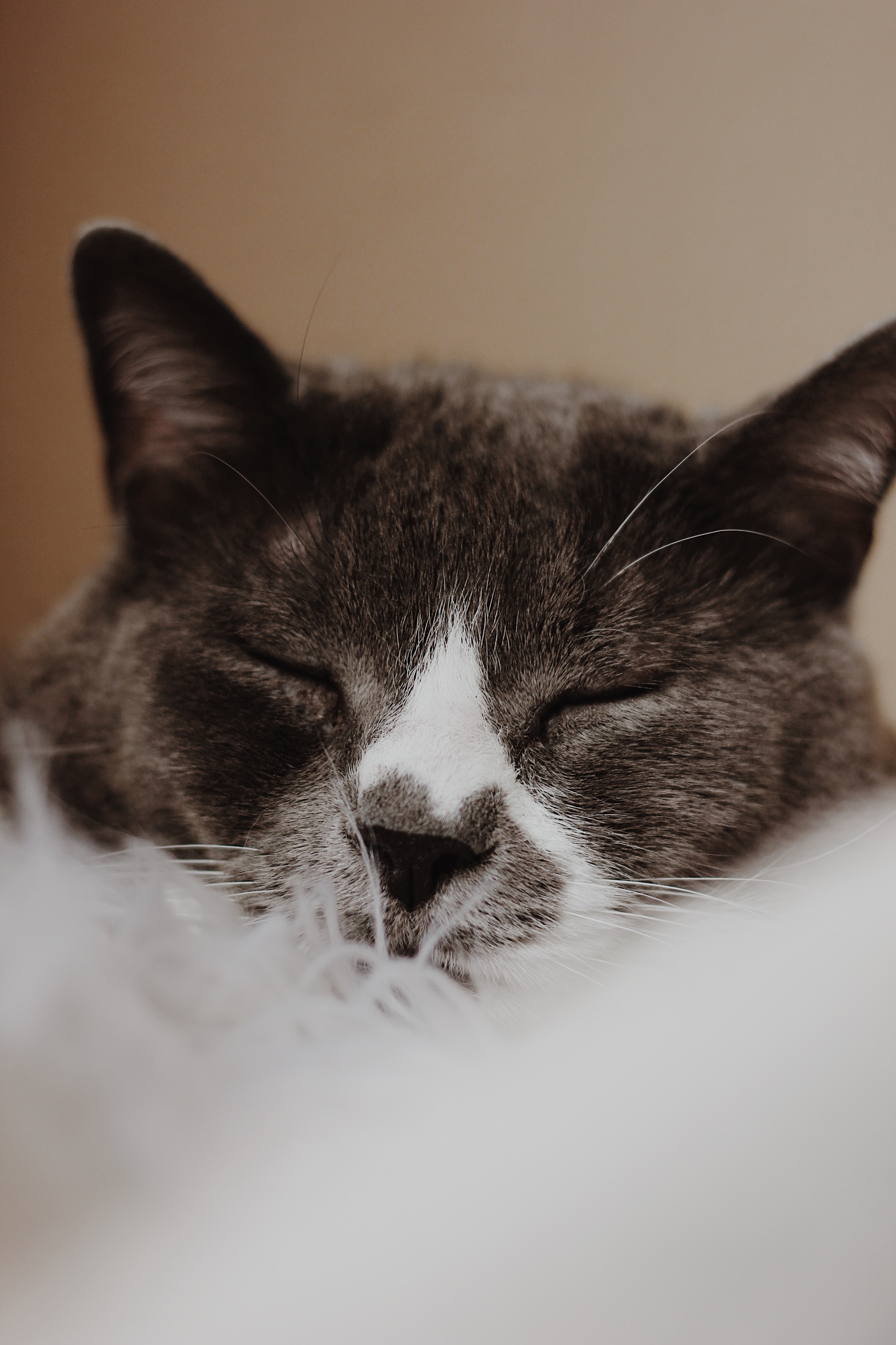 97401 descargar fondo de pantalla animales, gris, gato, bozal, mascota, dormido, duerme: protectores de pantalla e imágenes gratis