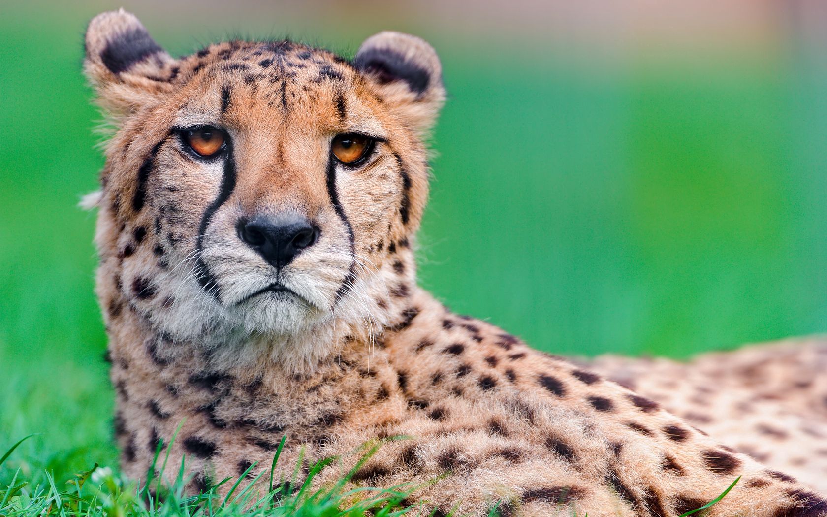 66100 скачать обои гепард, животные, морда, пятнистый, большая кошка - заставки и картинки бесплатно