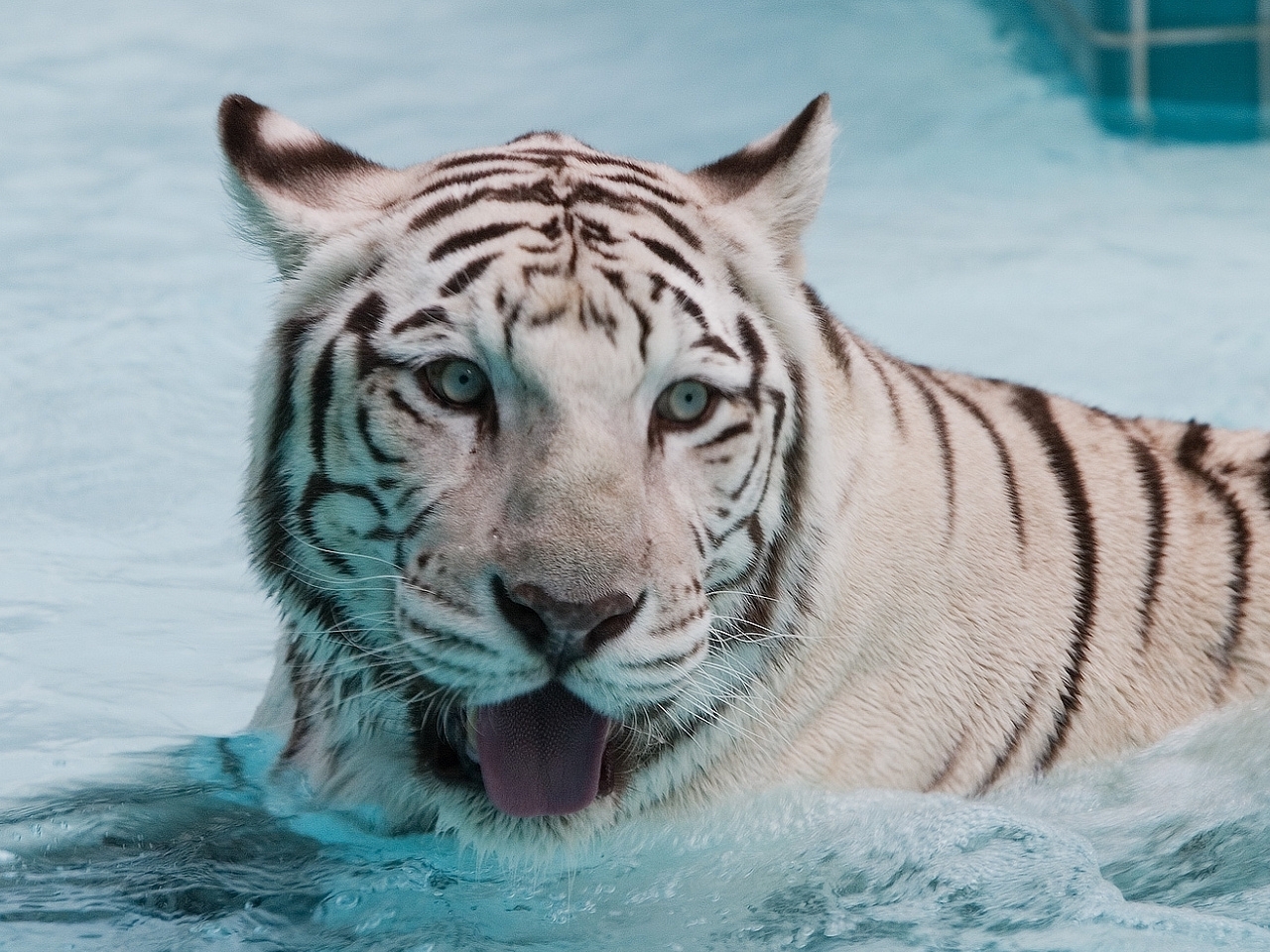 31275 baixar papel de parede tigres, animais - protetores de tela e imagens gratuitamente