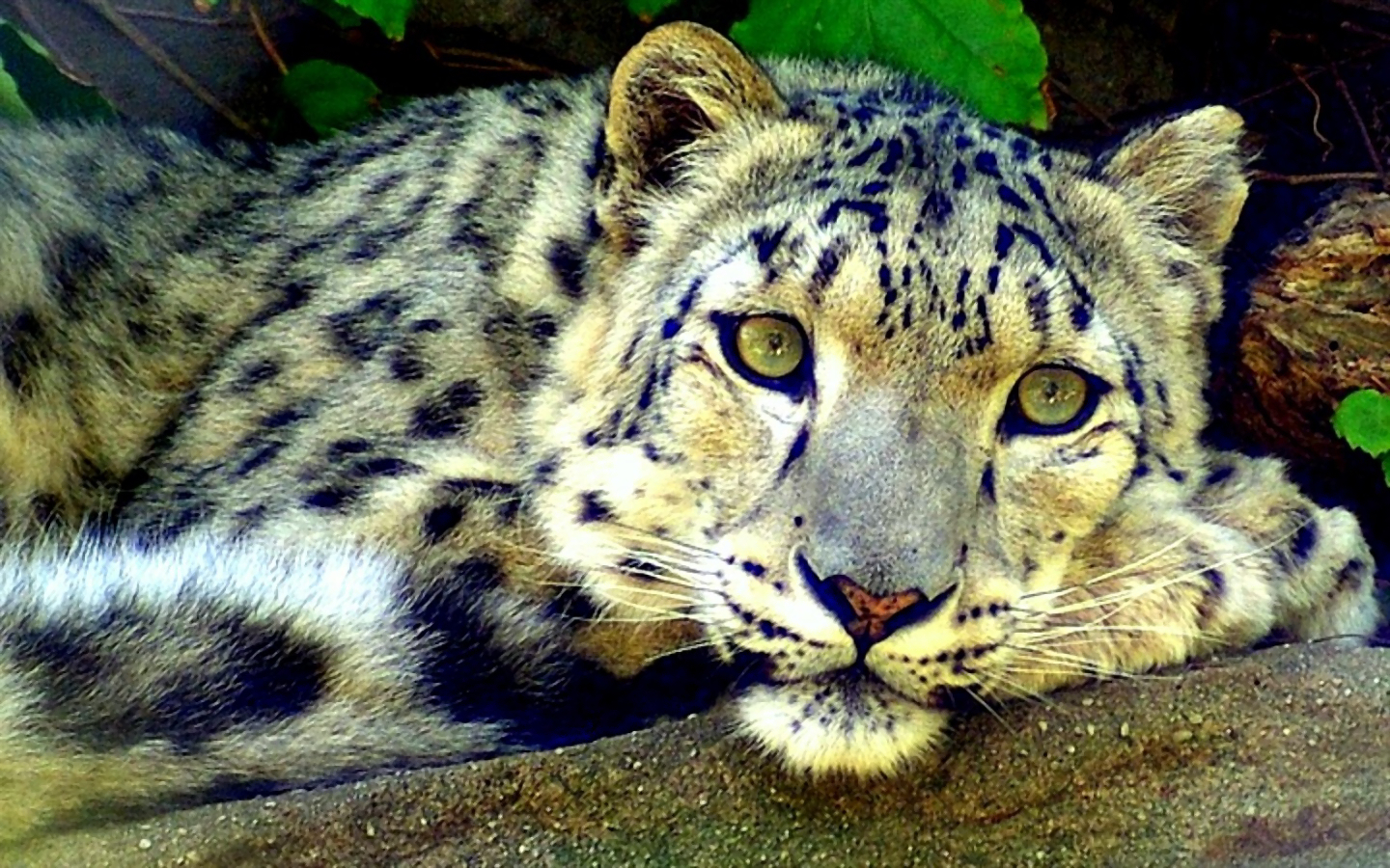 Mobile HD Wallpaper Snow Leopard 