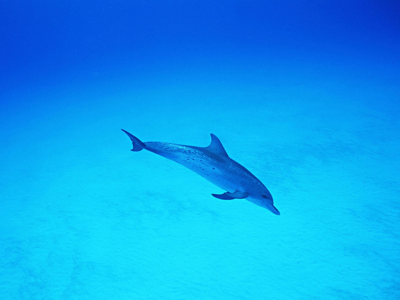 35353 Bild herunterladen tiere, delfine, türkis - Hintergrundbilder und Bildschirmschoner kostenlos
