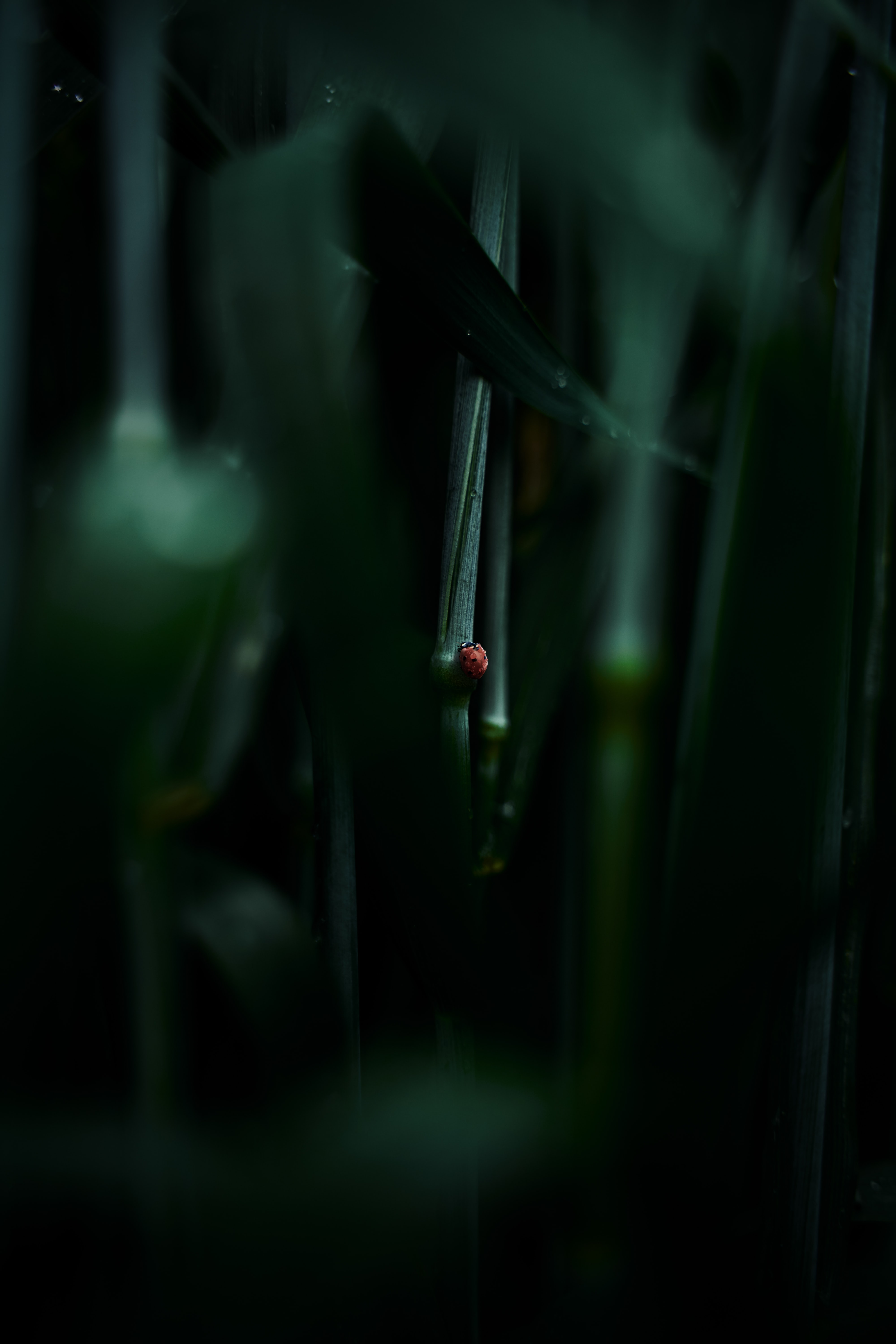 grass, macro, sheet, leaf, ladybug, ladybird phone background
